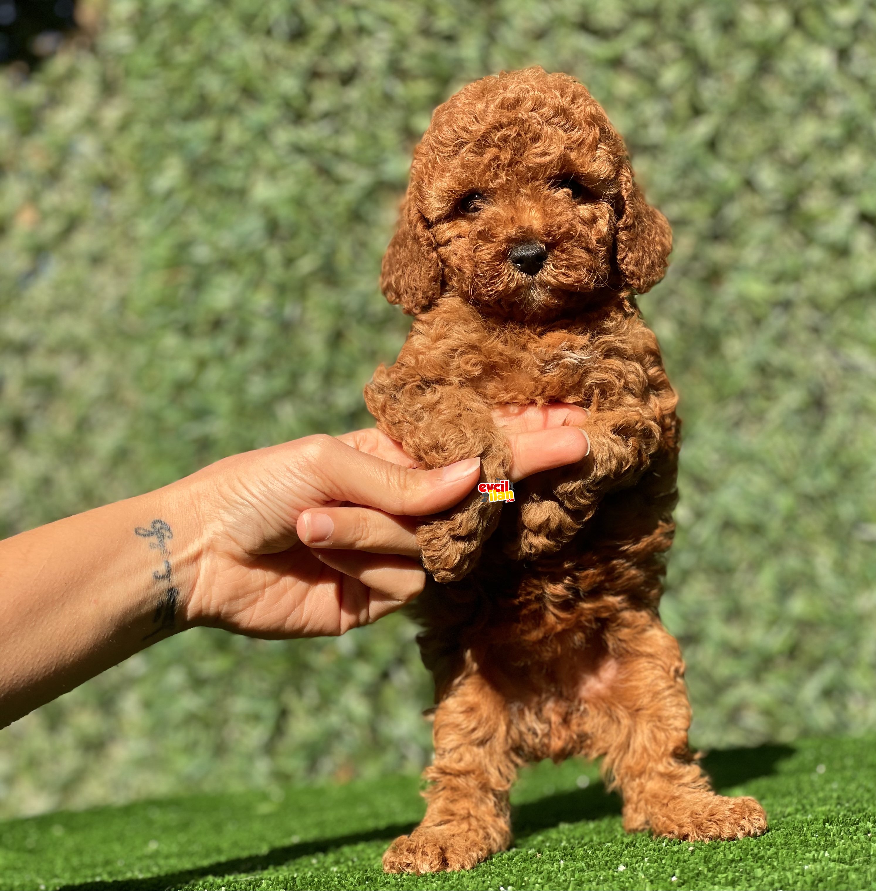 SAFKAN TOY POODLE BEBEKLER