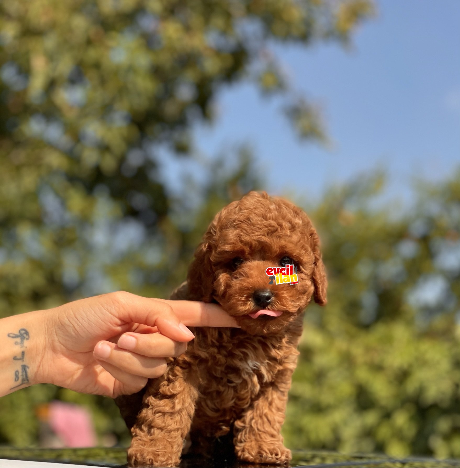 SAFKAN TOY POODLE BEBEKLER