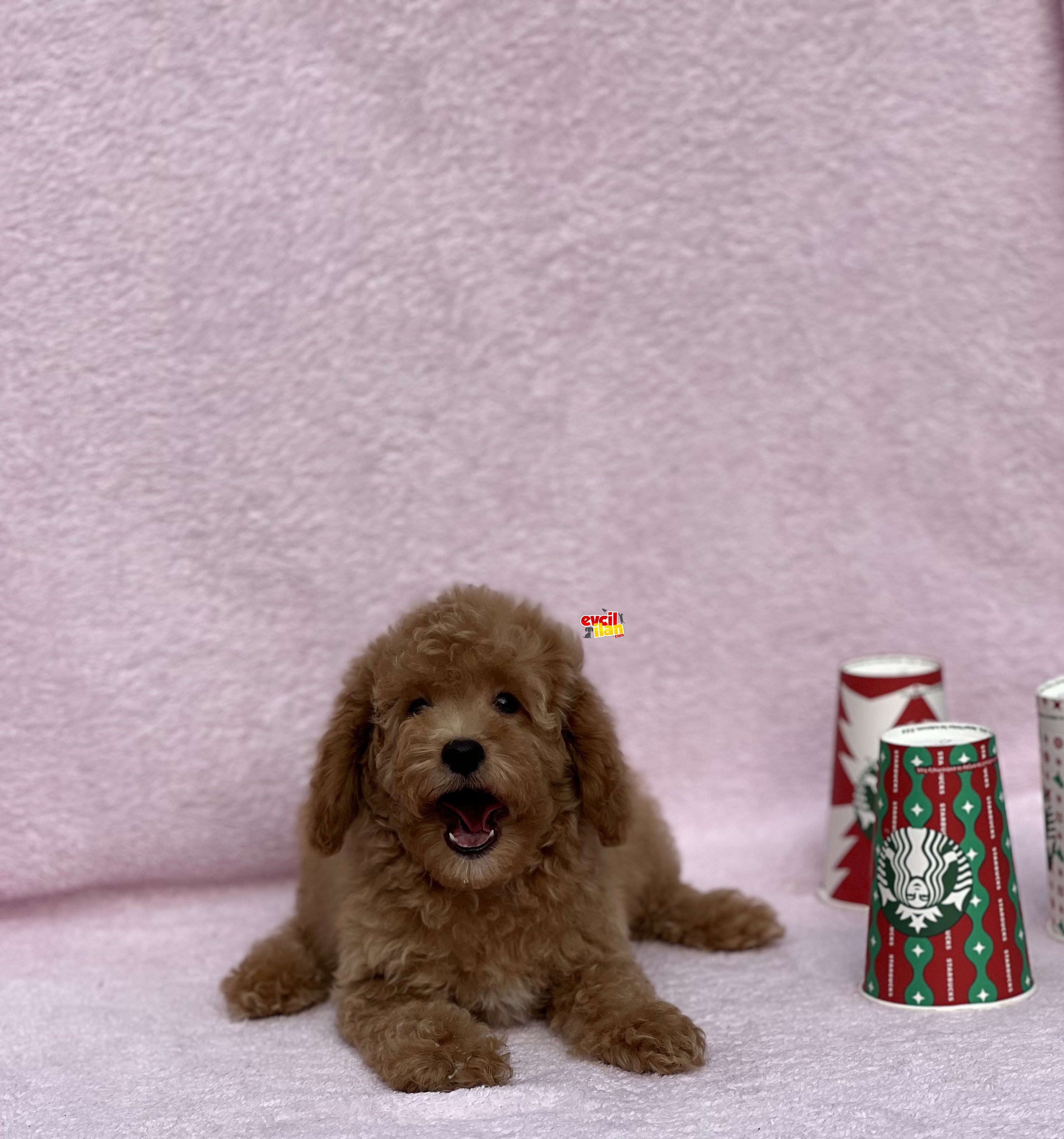 SAFKAN TOY POODLE BEBEKLER