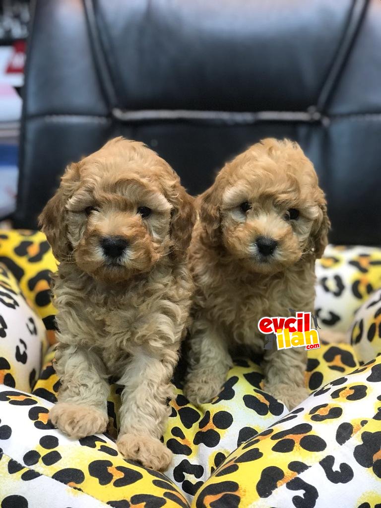 SAFKAN TOY POODLE BEBEKLERİMİZ