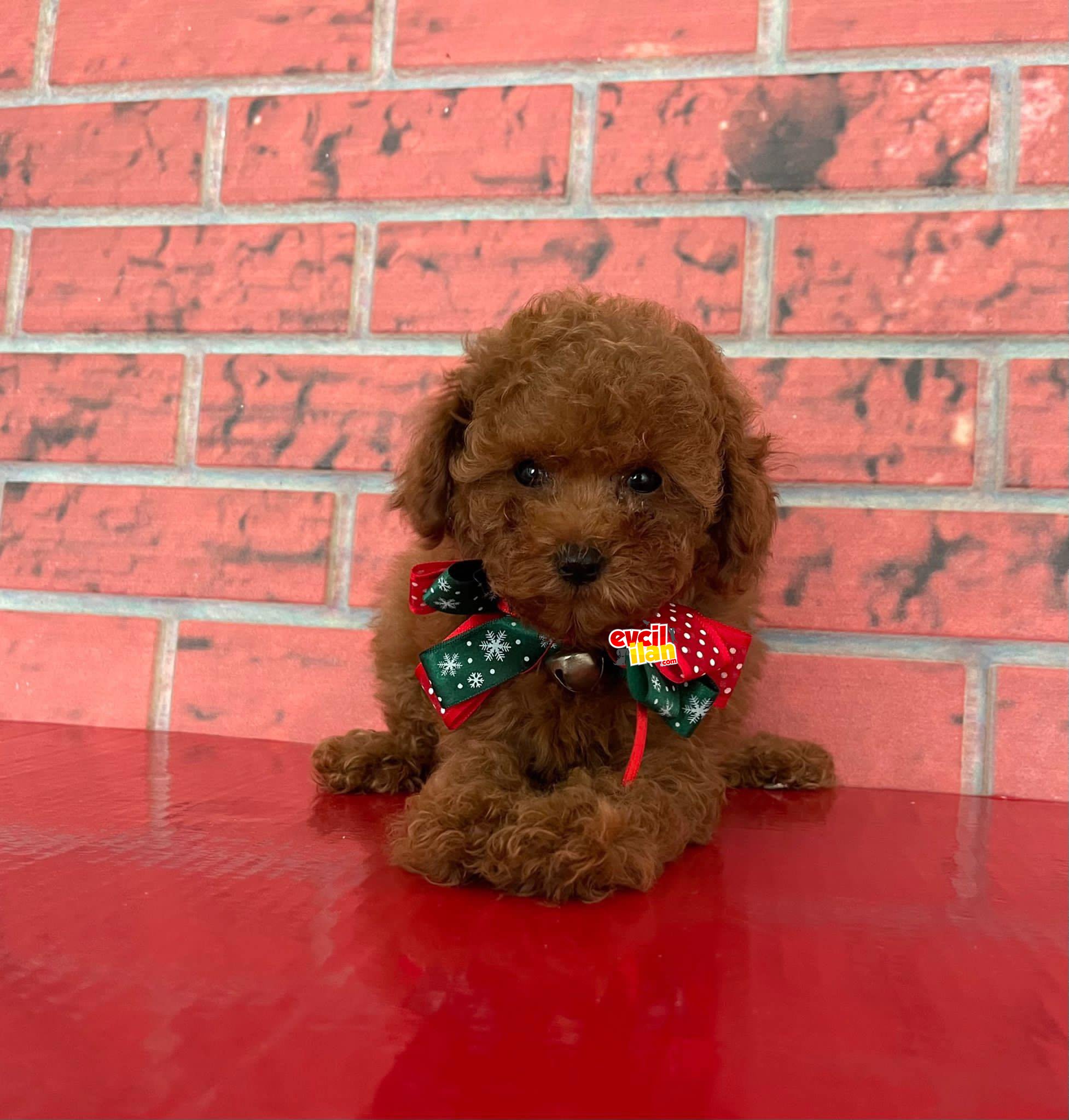 SAFKAN TOY POODLE YAVRULARIMIZ