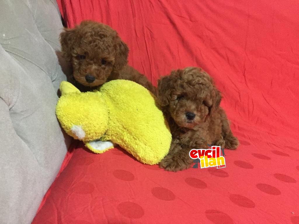 SAFKAN TOY POODLE YAVRULARIMIZ