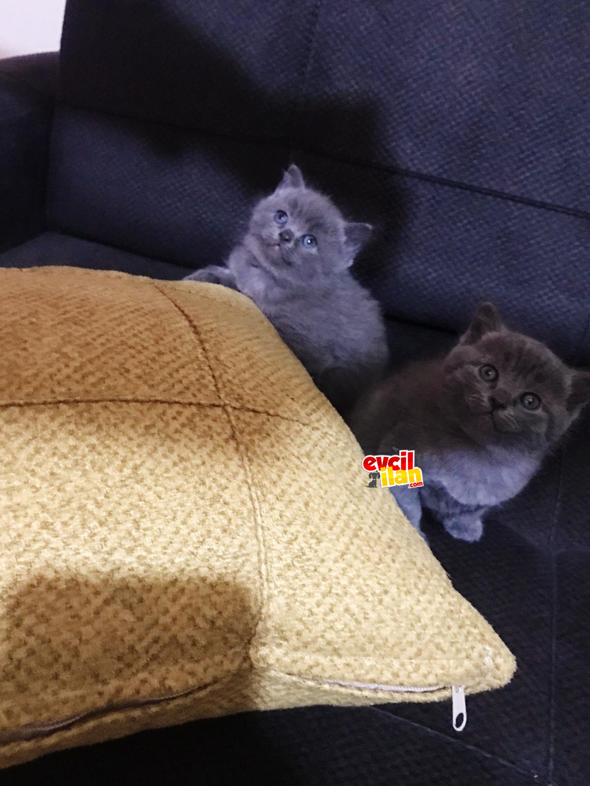 Safkan - Tuvalet Eğitimli - Saglıklı - Evcil