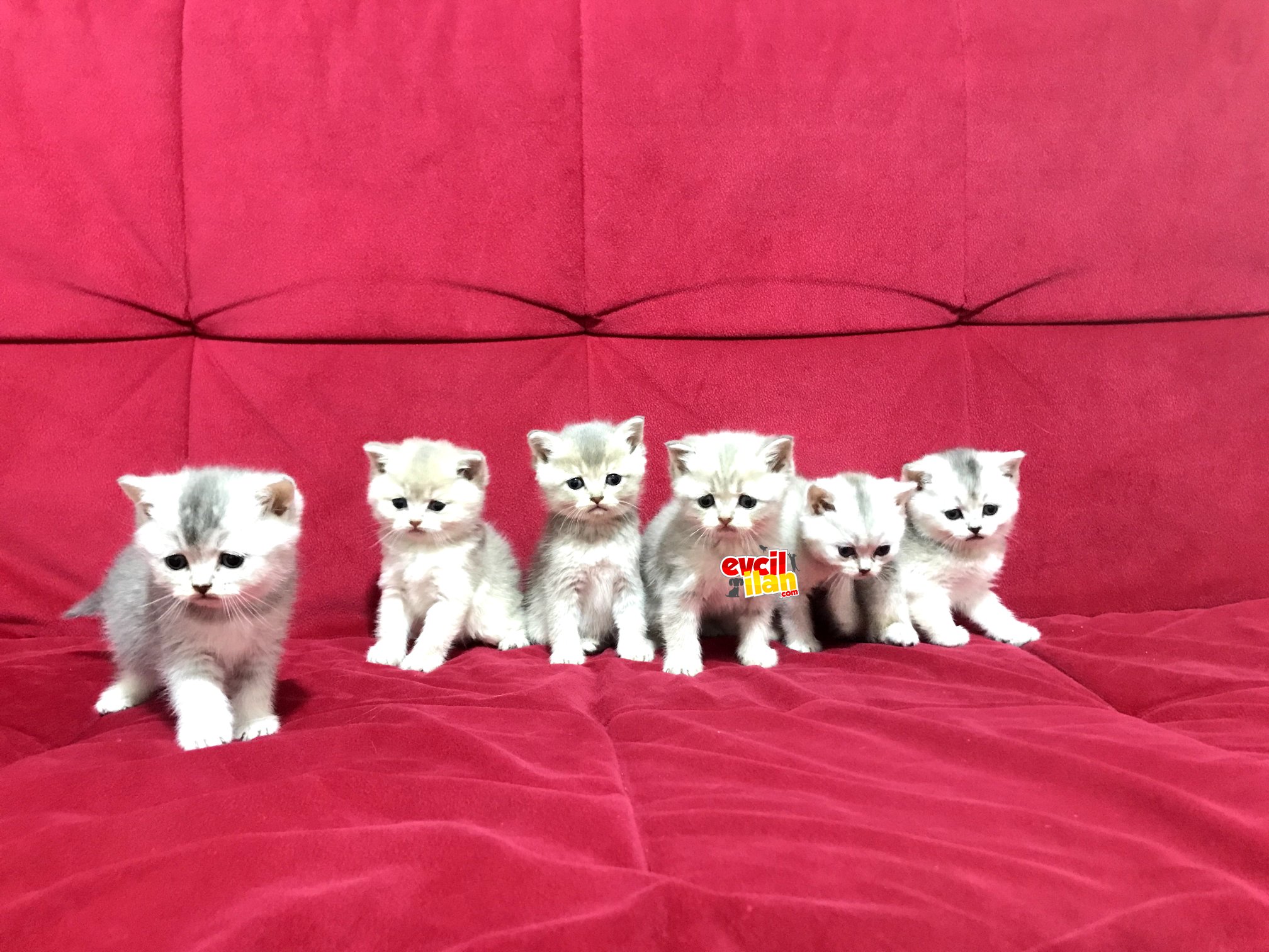 ⭐️ SAFKAN ve IRK GARANTİLİ BRITISH SHORTHAIR ⭐️