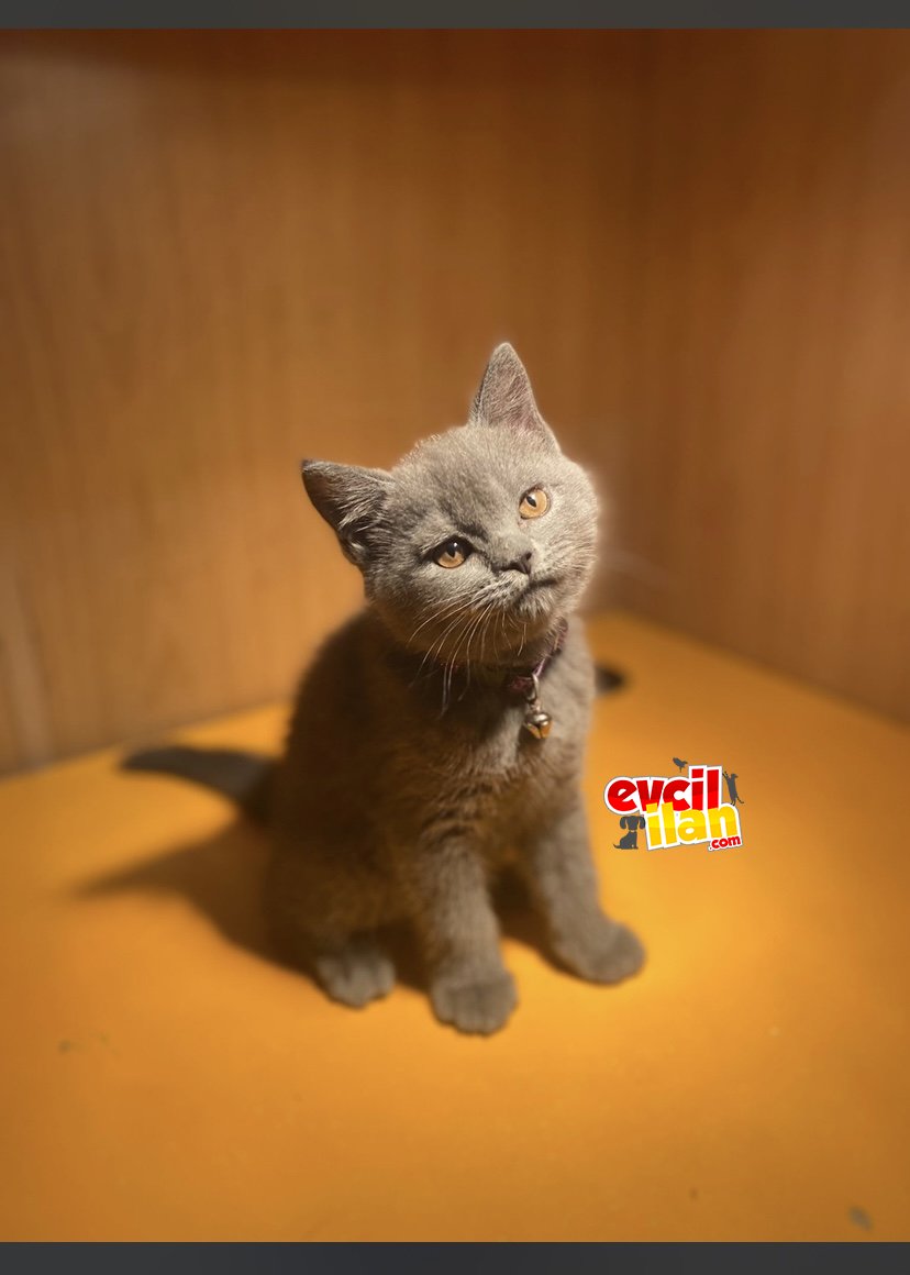 SAFKAN YAVRULAR