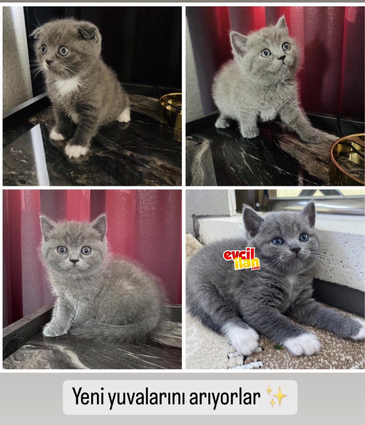 SAFKAN YAVRULAR