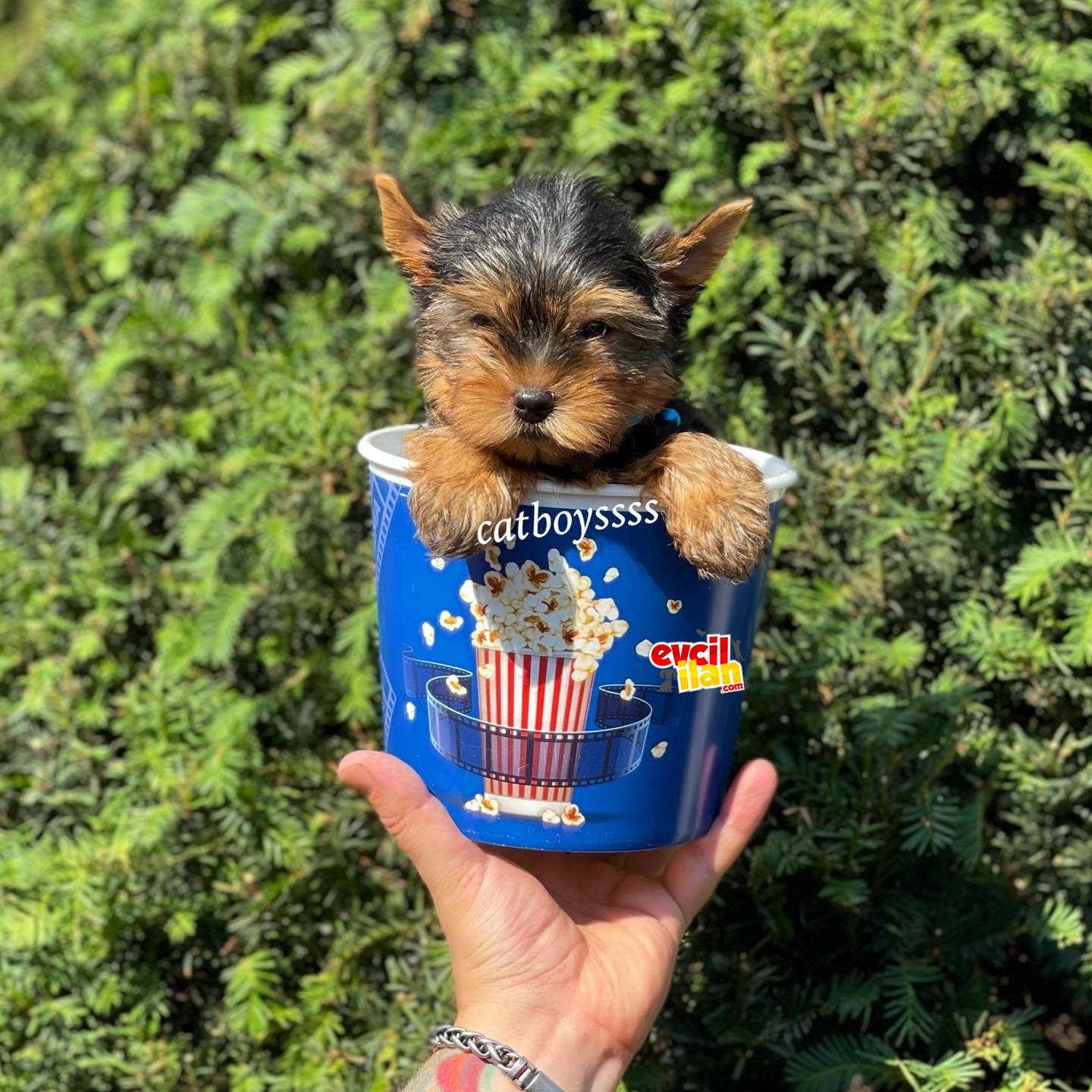 Safkan yorkshire terrier erkek yavrularımız 