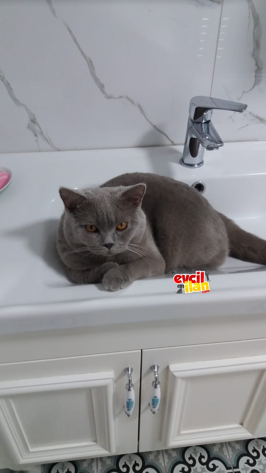 Safkan