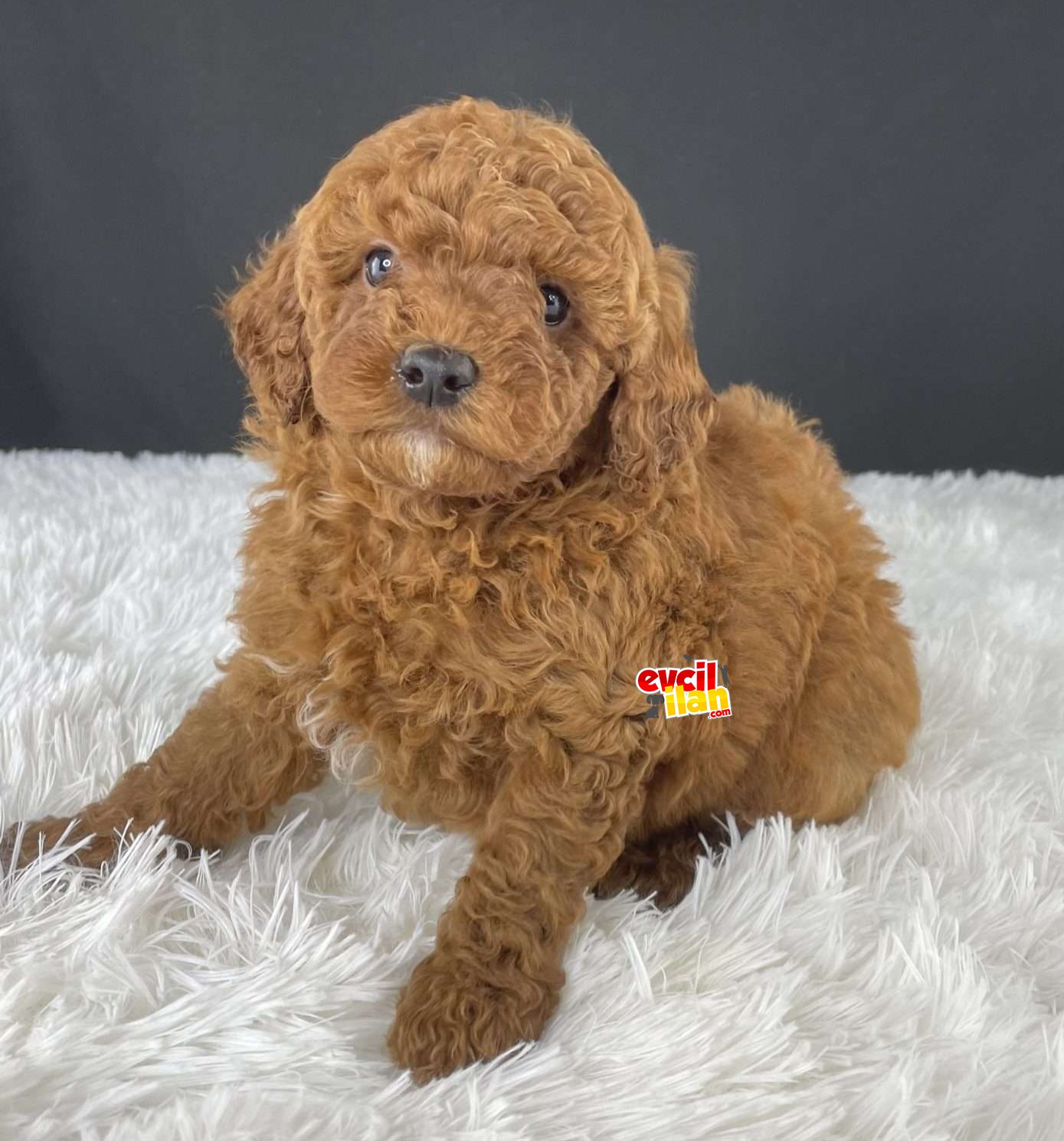 SAĞLIK VE IRK GARANTİLİ RED BROWN TOY POODLE YAVRULARIM