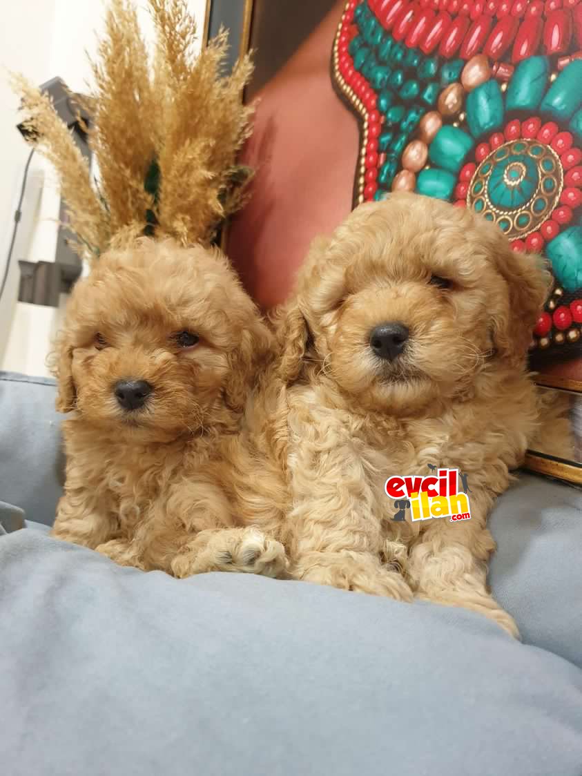 SAĞLIK VE IRK GARANTİLİ TOY POODLE YAVRULARIM