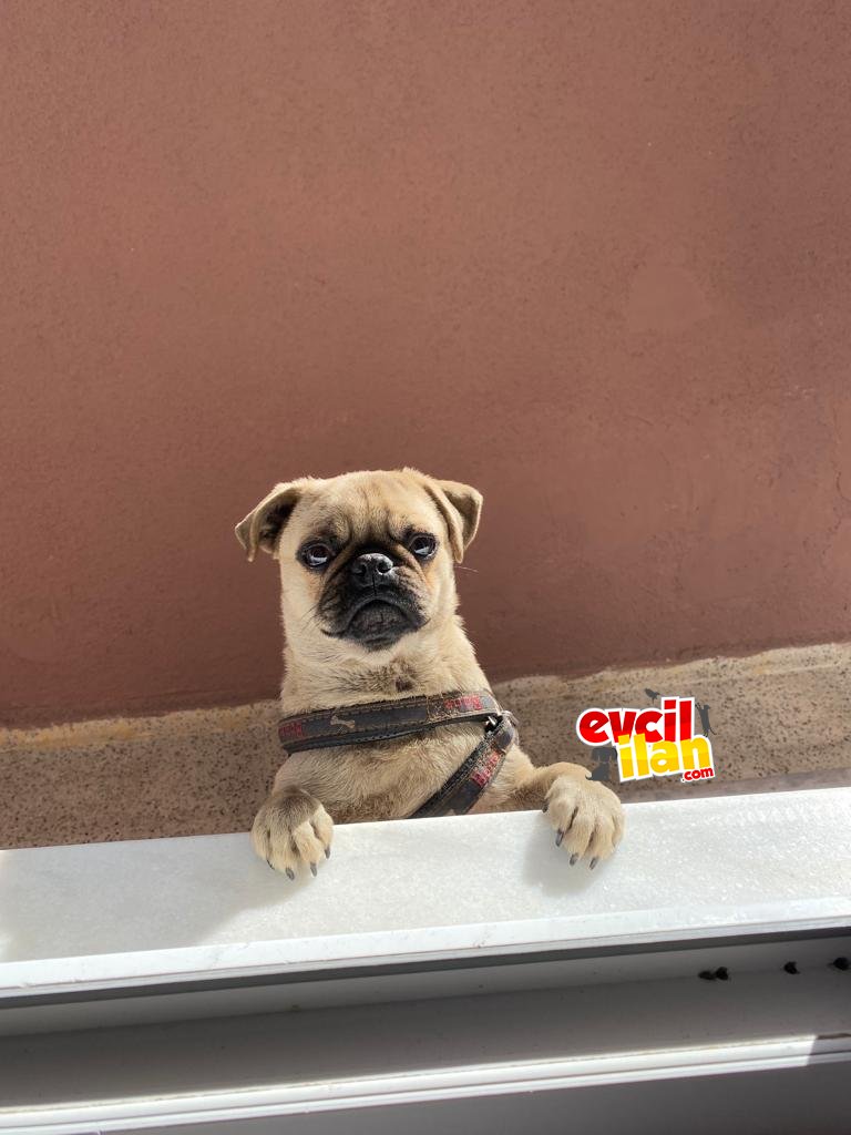 Sağlıklı acil ücretli sahiplenecek 
