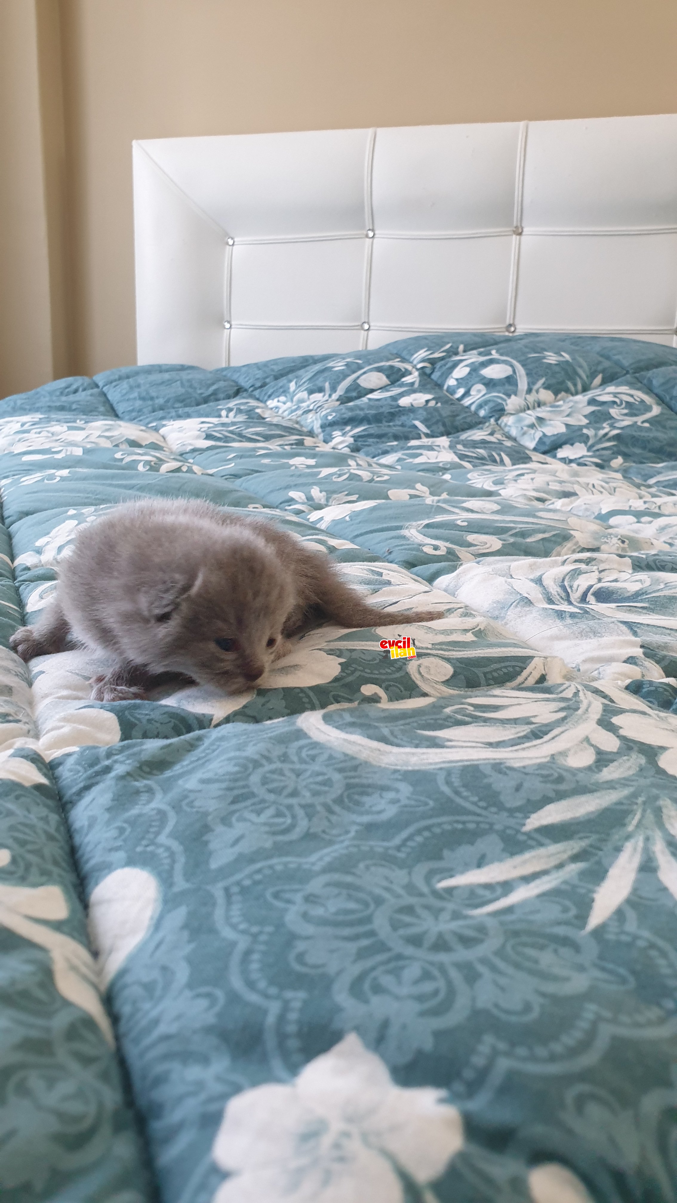 Sağlıklı biritis ve scotish yavruları