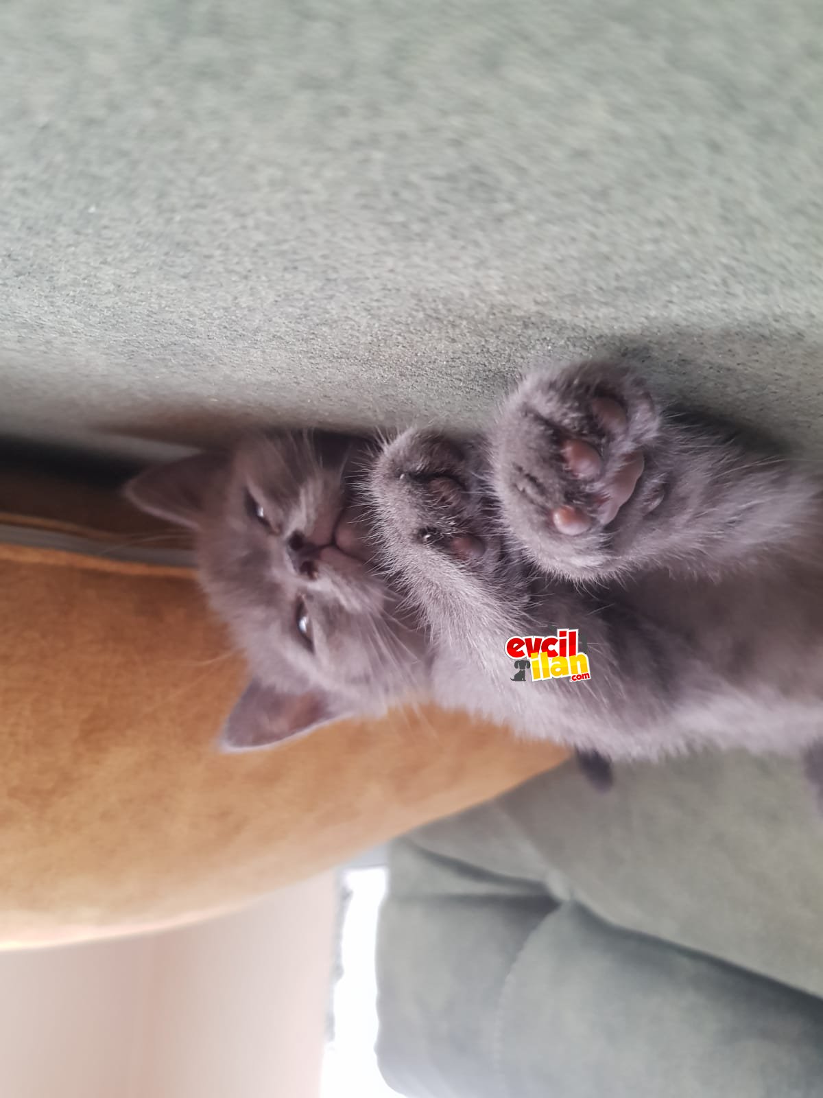 sağlıklı british shorthair