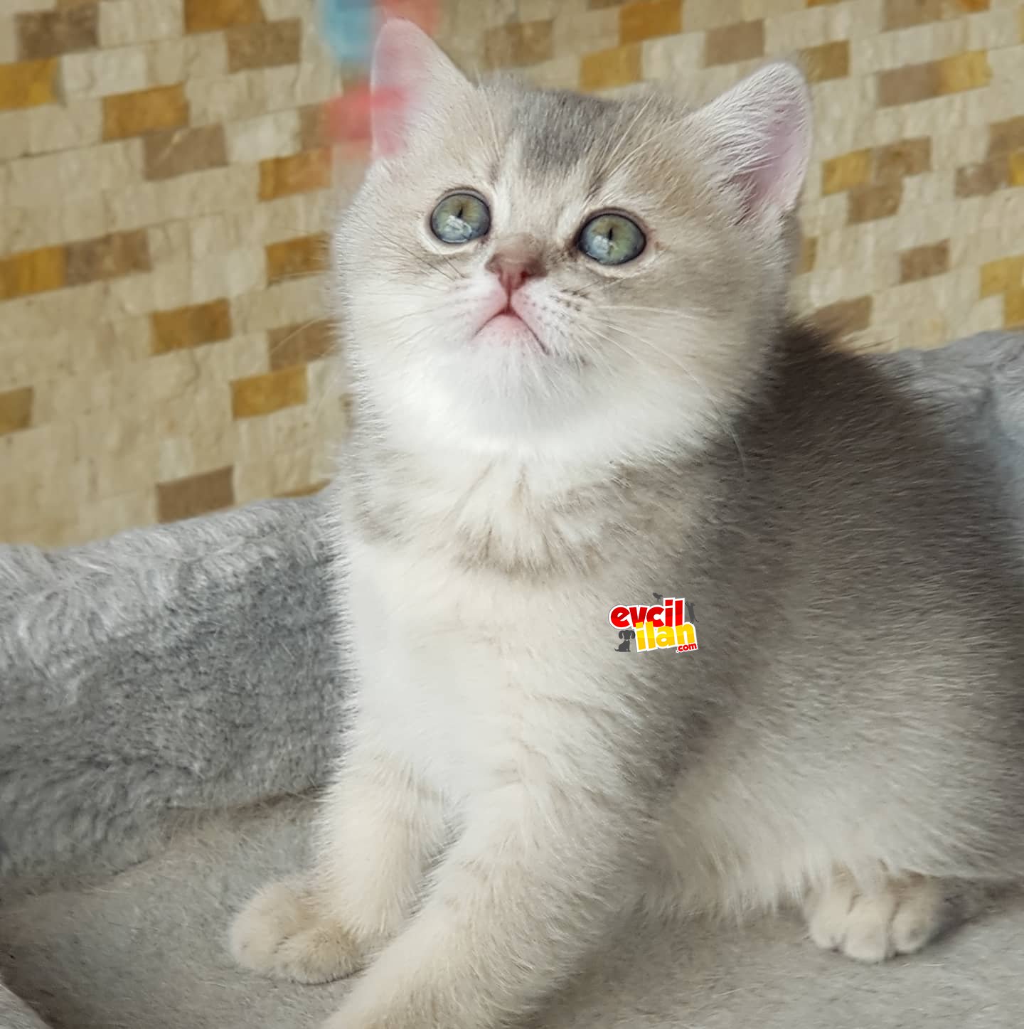 Sağlıklı british shorthair ve scottish fold yavrular