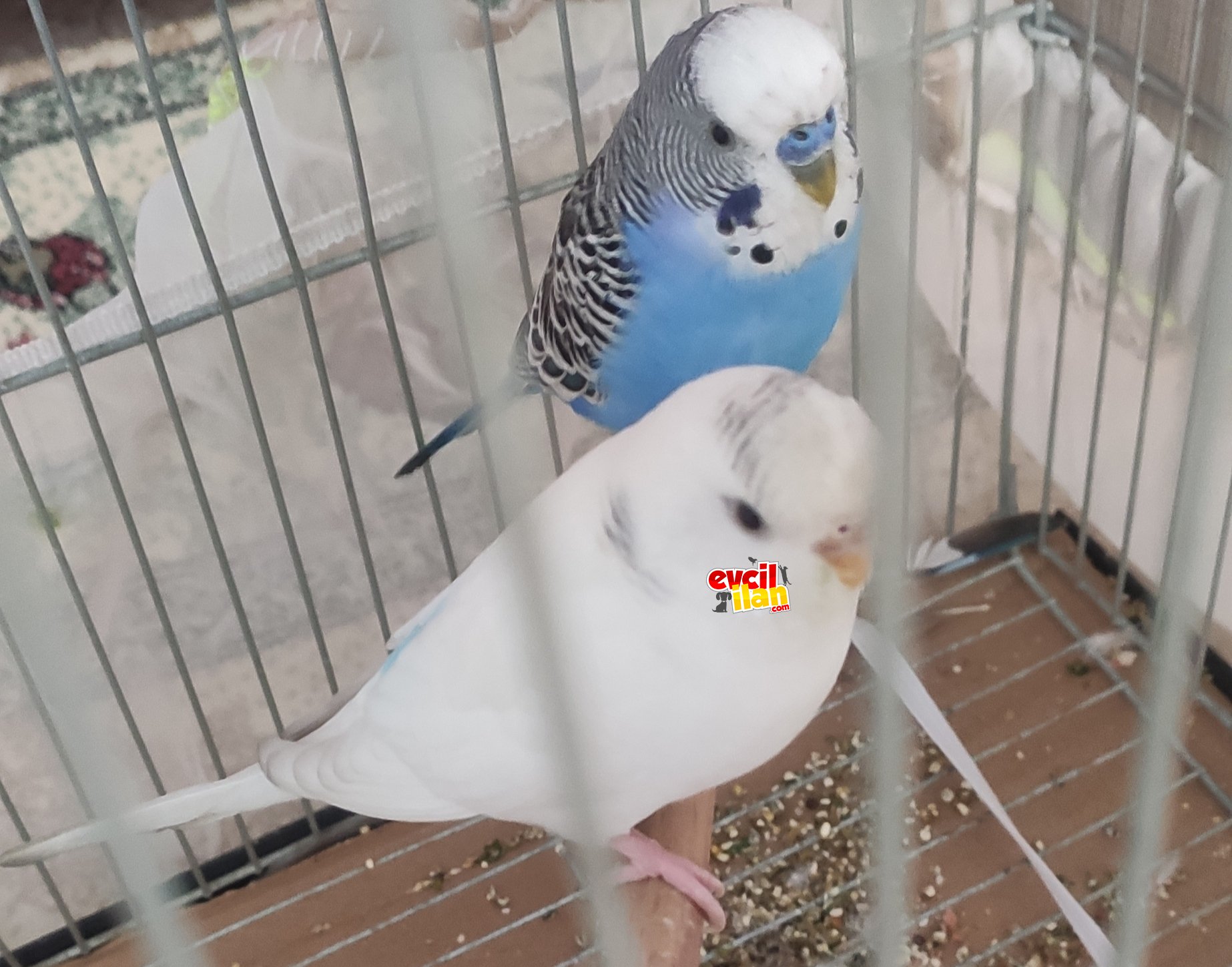 SAĞLIKLI GENÇ ÇİFT MUHABBET KUŞU 