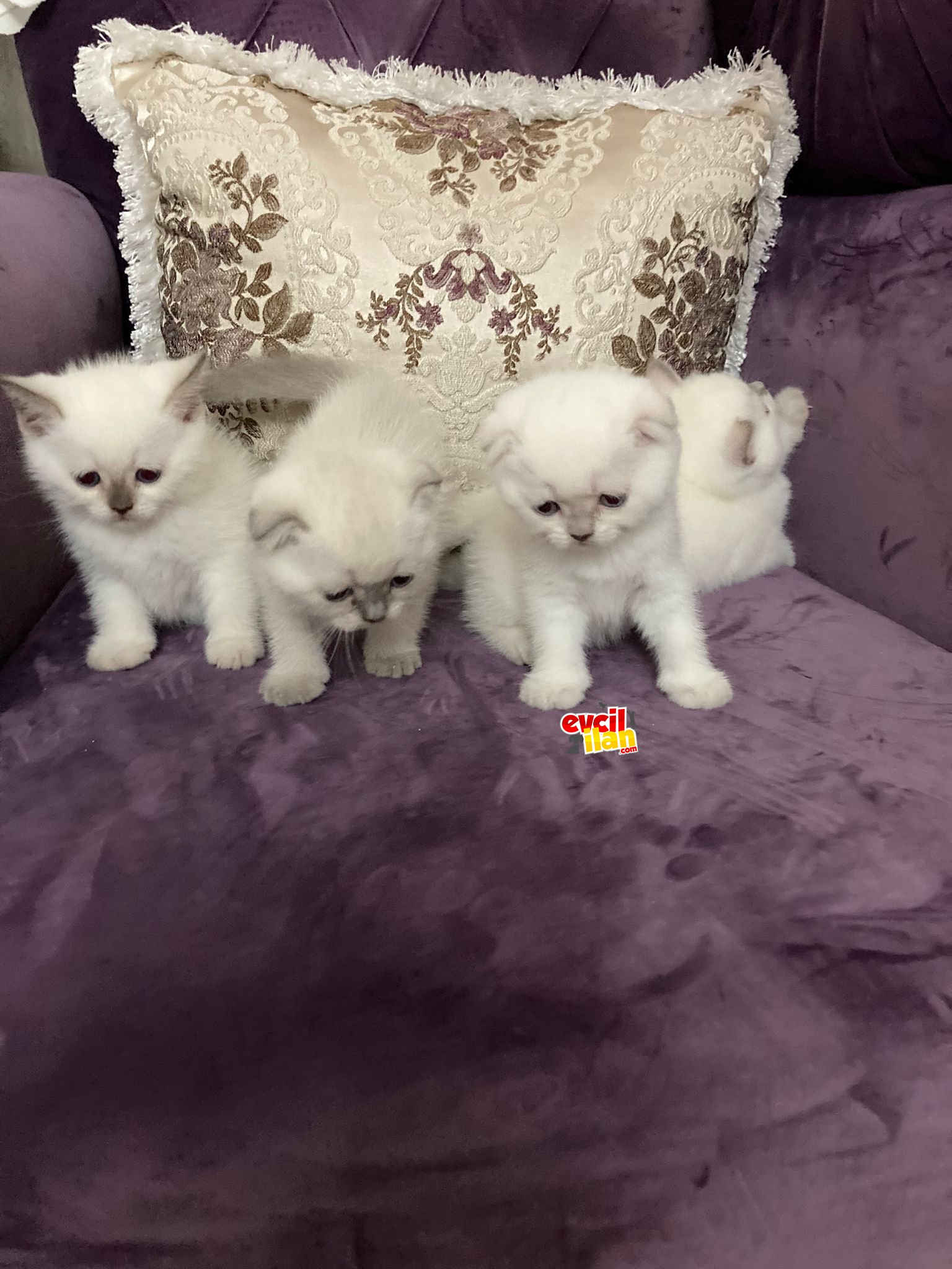 Sağlıklı Harika Yavrularım