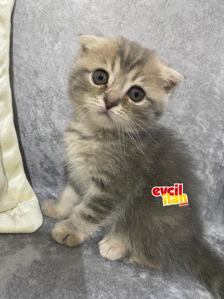 Sağlıklı oyuncu ev kedisi