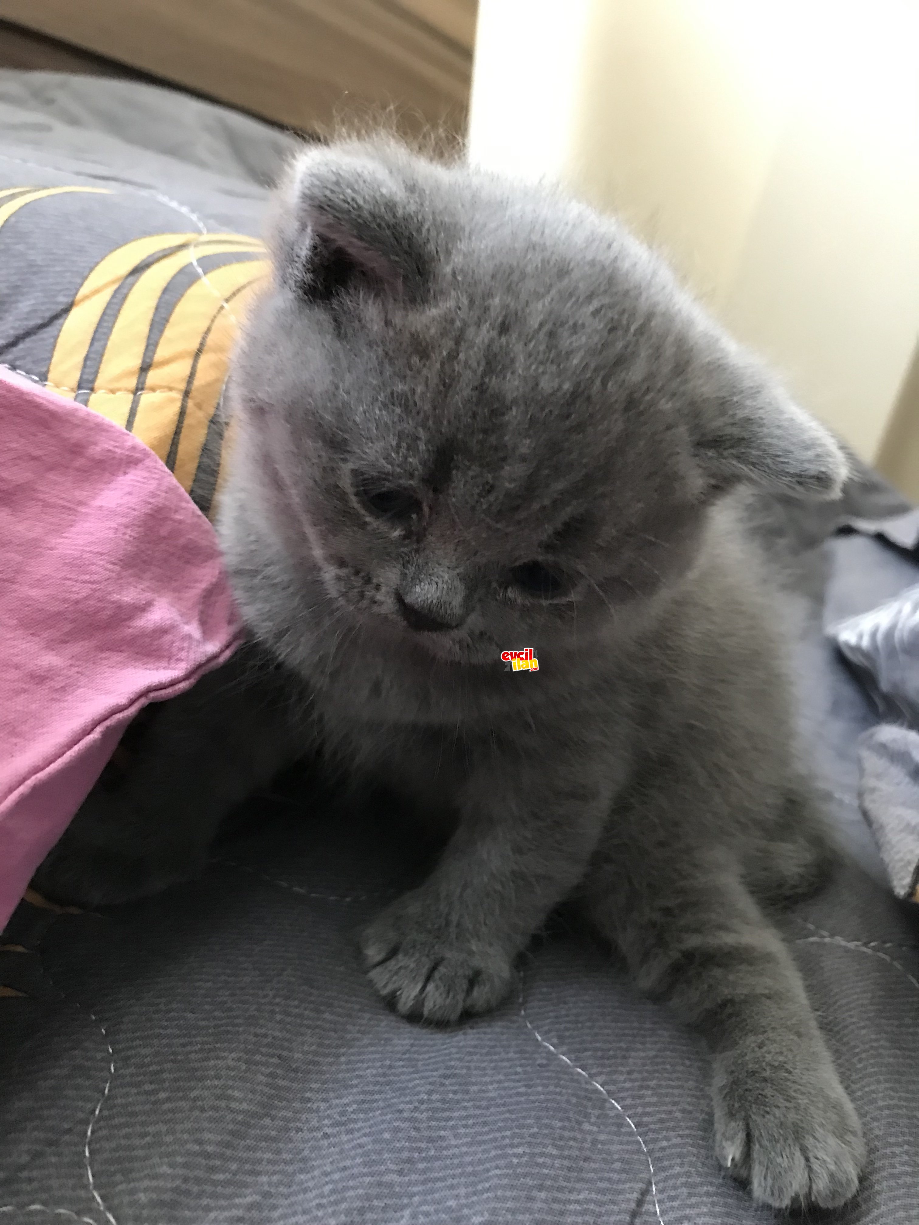 Sağlıklı saf kan british shorthair