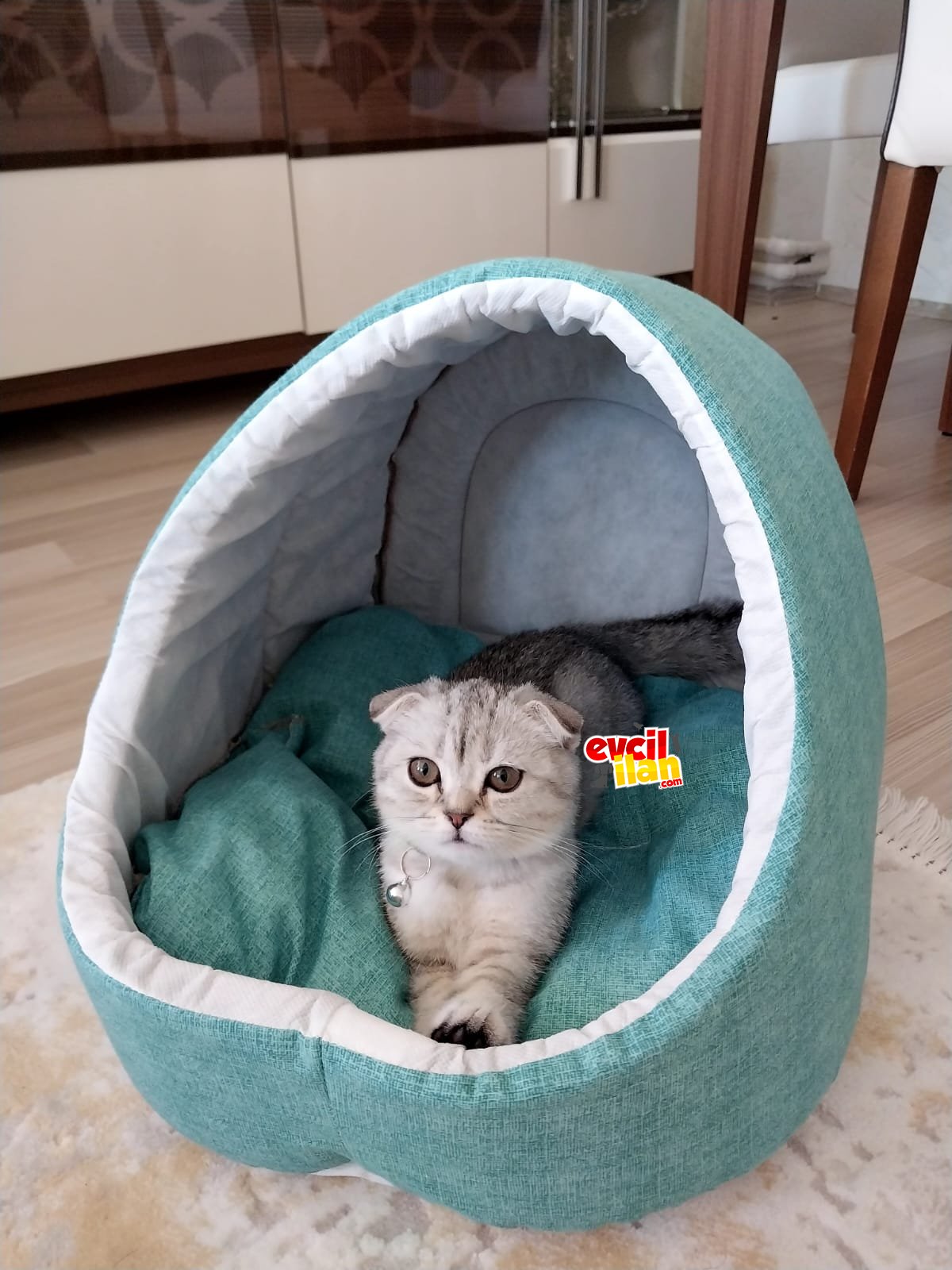 Sağlıklı scottish fold 