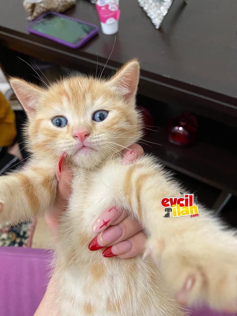 Sağlıklı tombul eğitimli bir buçuk aylık cins kedi