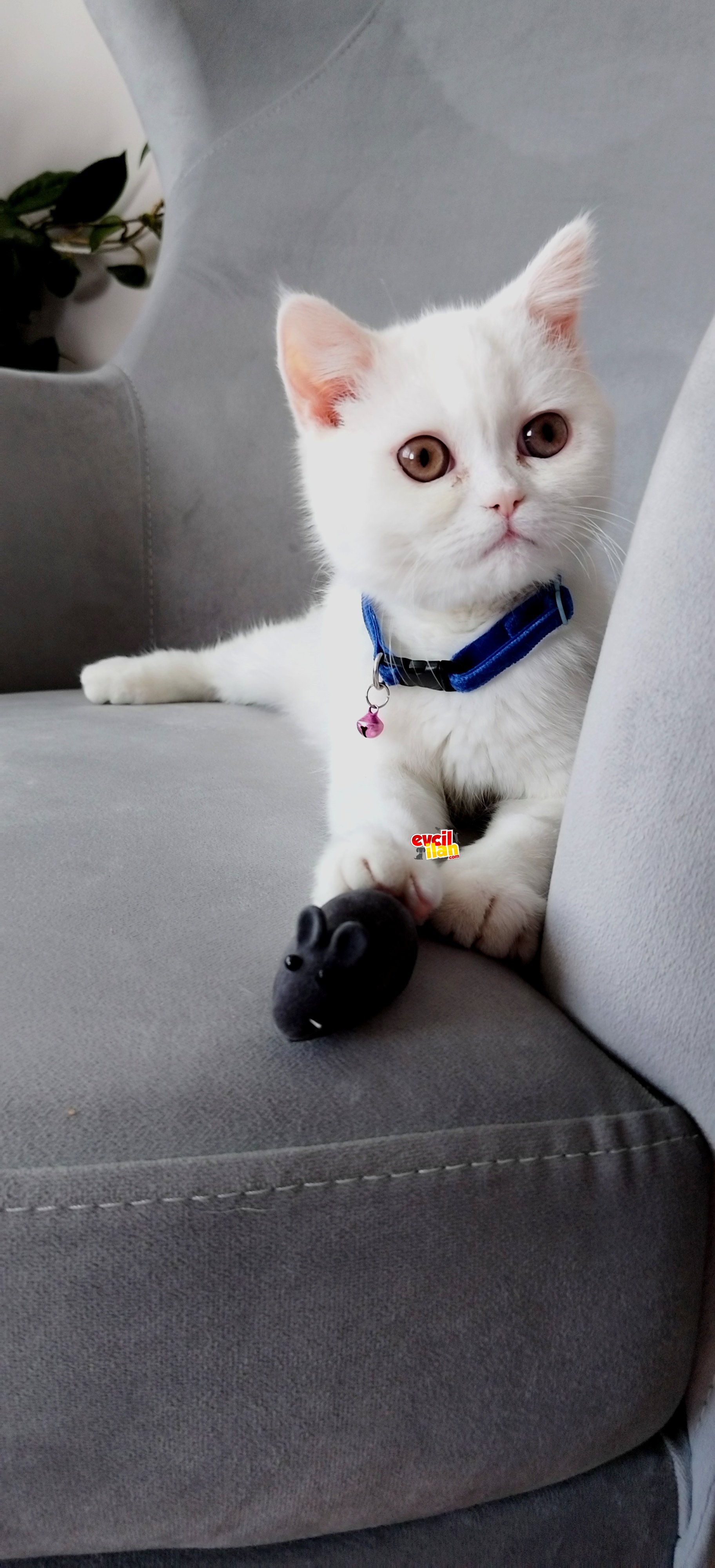 Sağlıklı ve Safkan British Shorthair