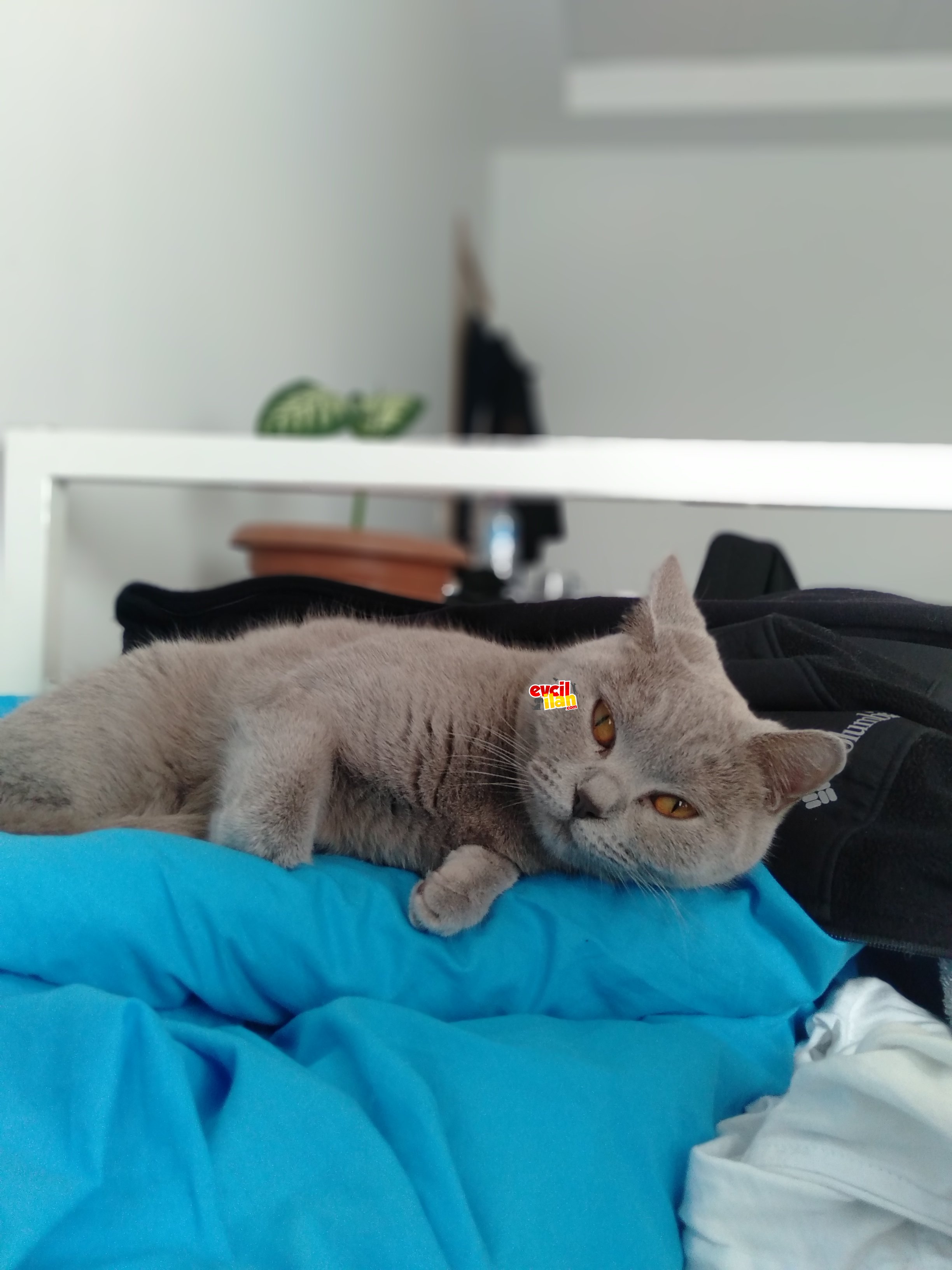 Sağlıklı Ve Tecrübeli Anne Kedi 