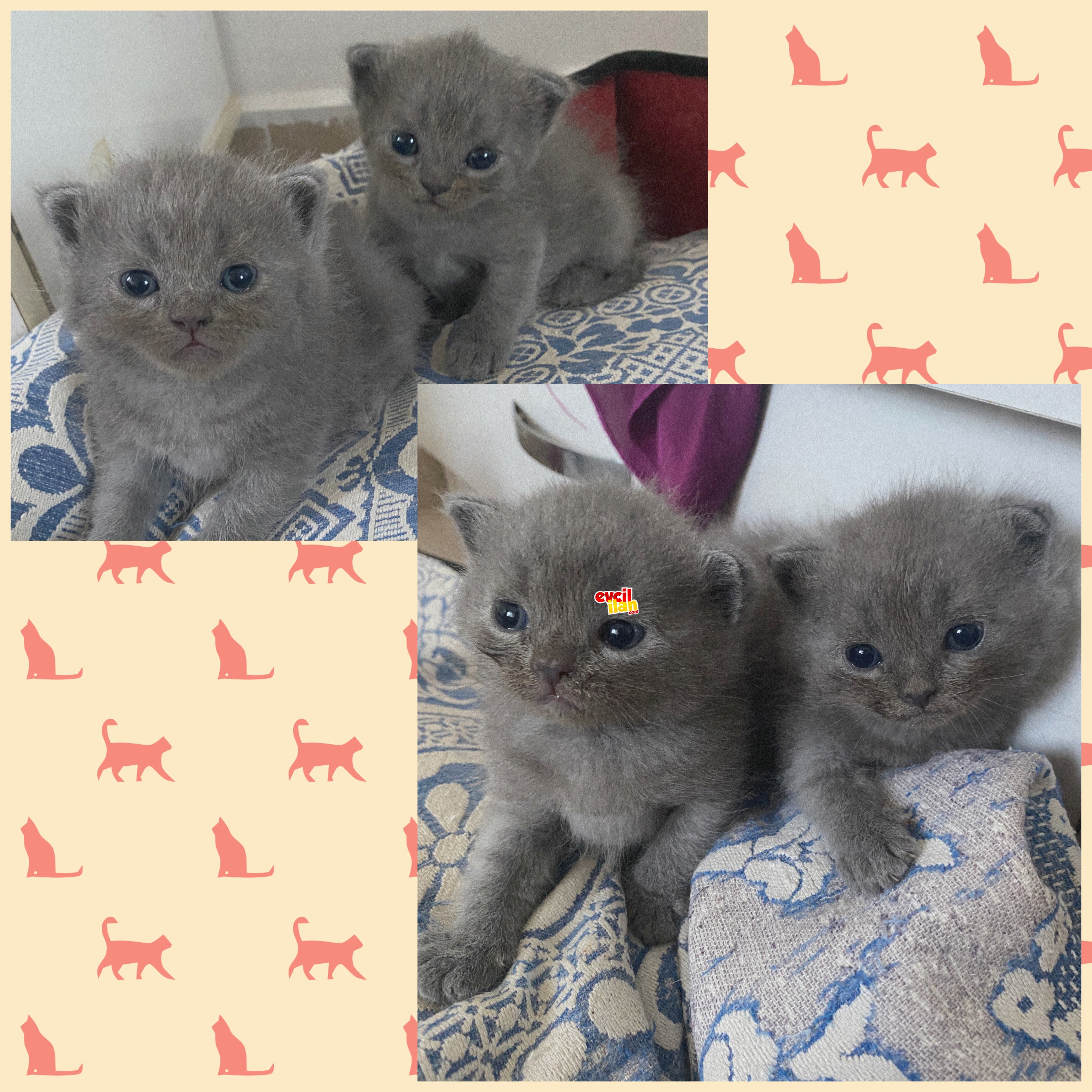 Sağlıklı yavrularım 
