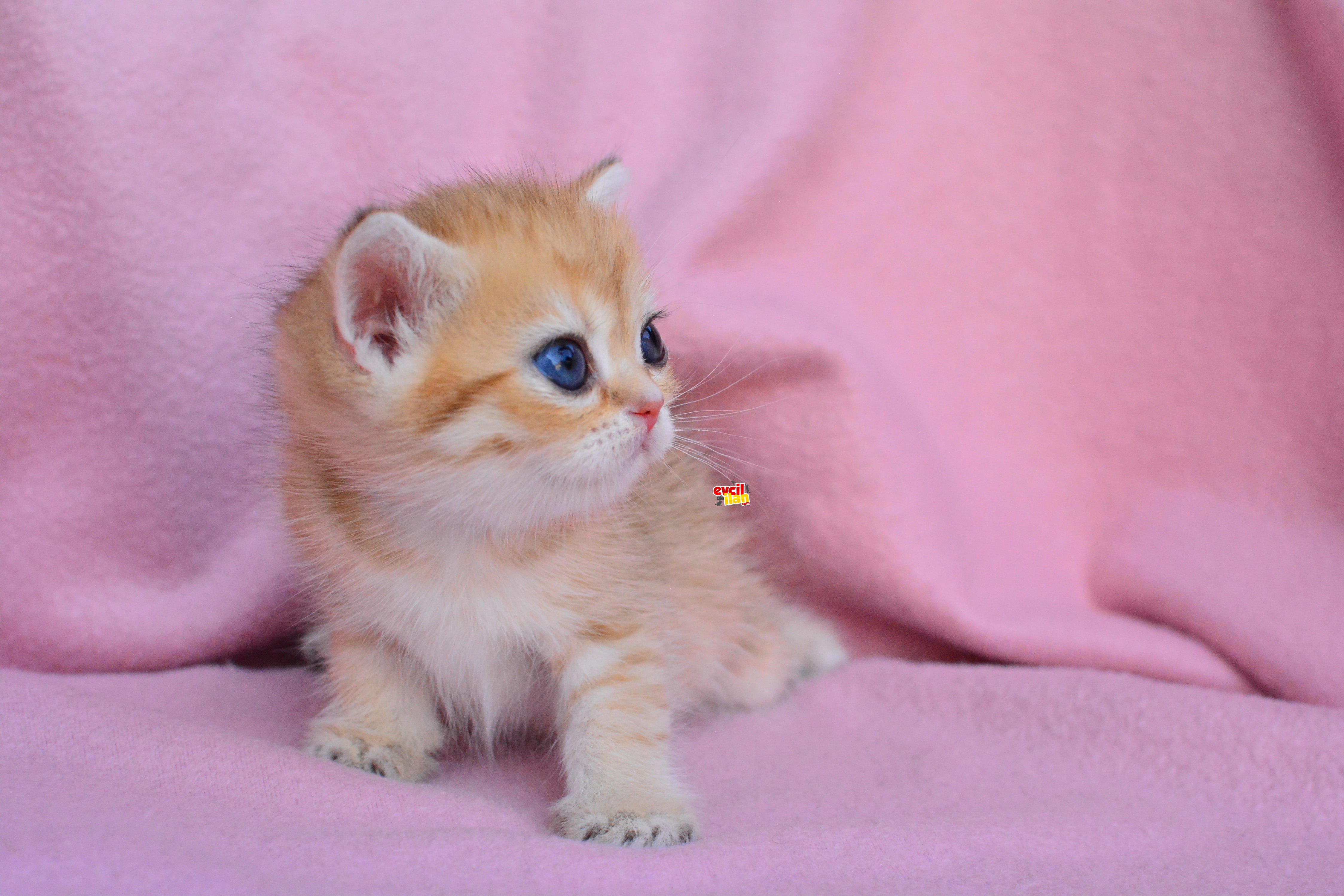 ŞAHANE GOLD RENGİ BRITISH SHORTHAIR