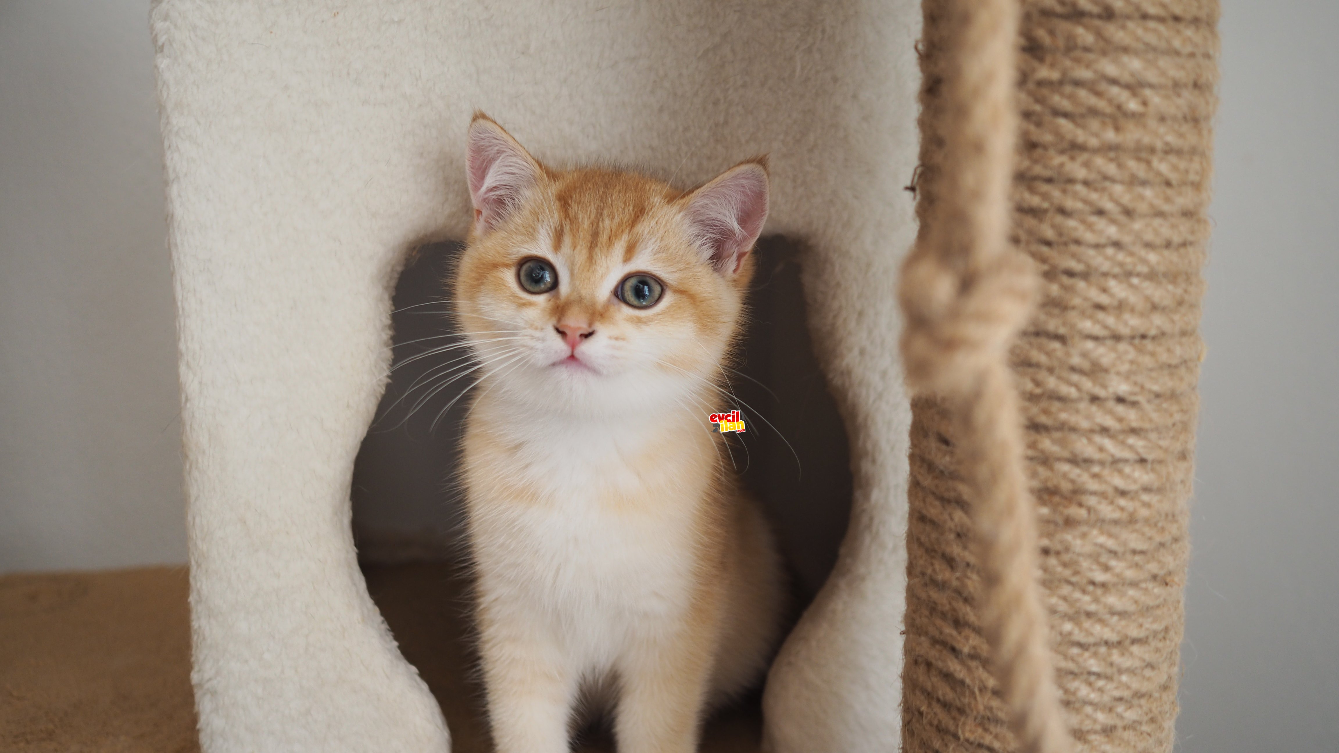 Sahibinden ev ortamında yetişmiş erkek British shorthair