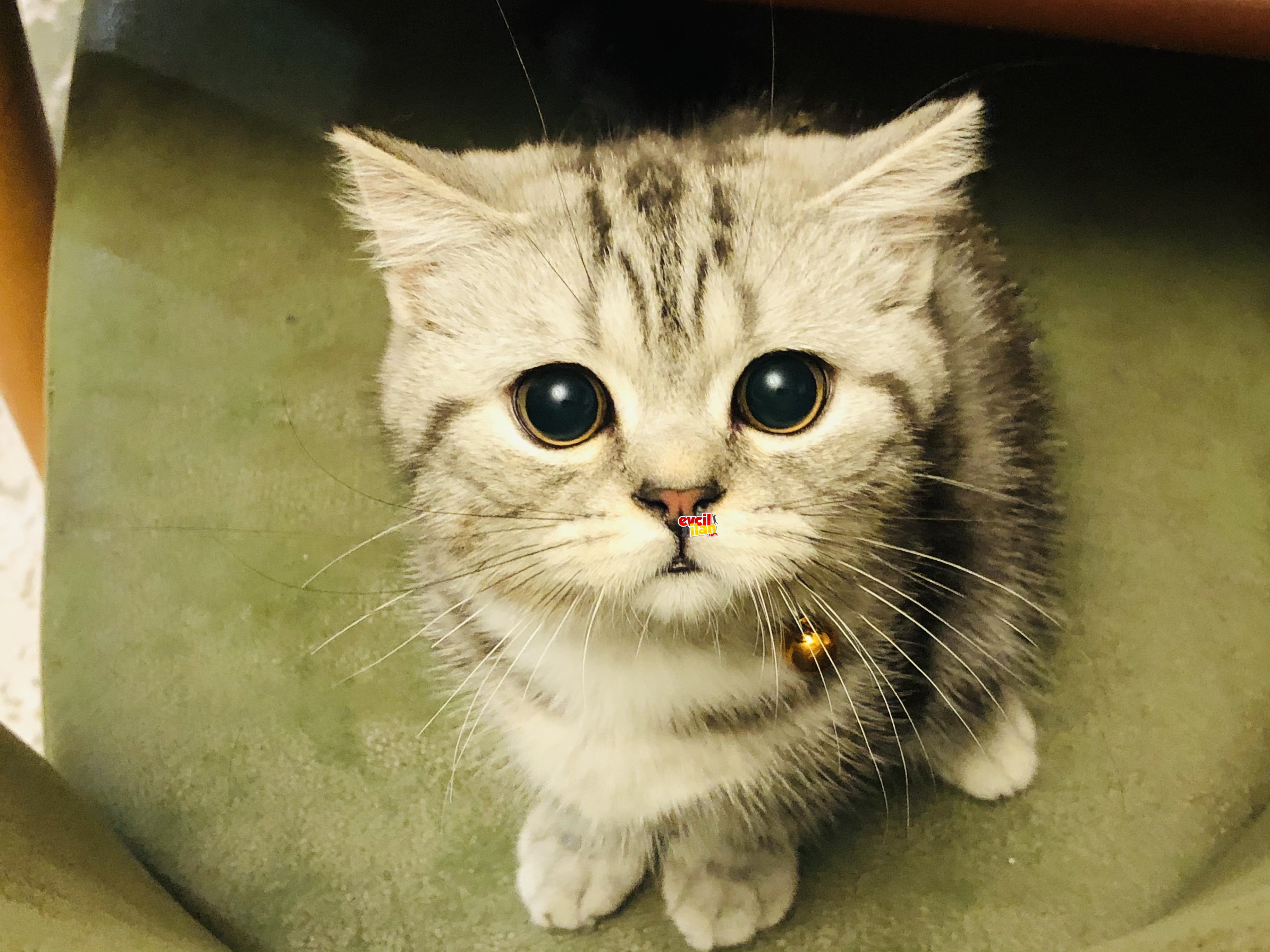 Sahibini bekleyen british silver kedimiz