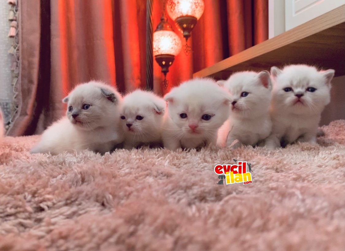 SAHİPLENDİRİLECEKTİR..