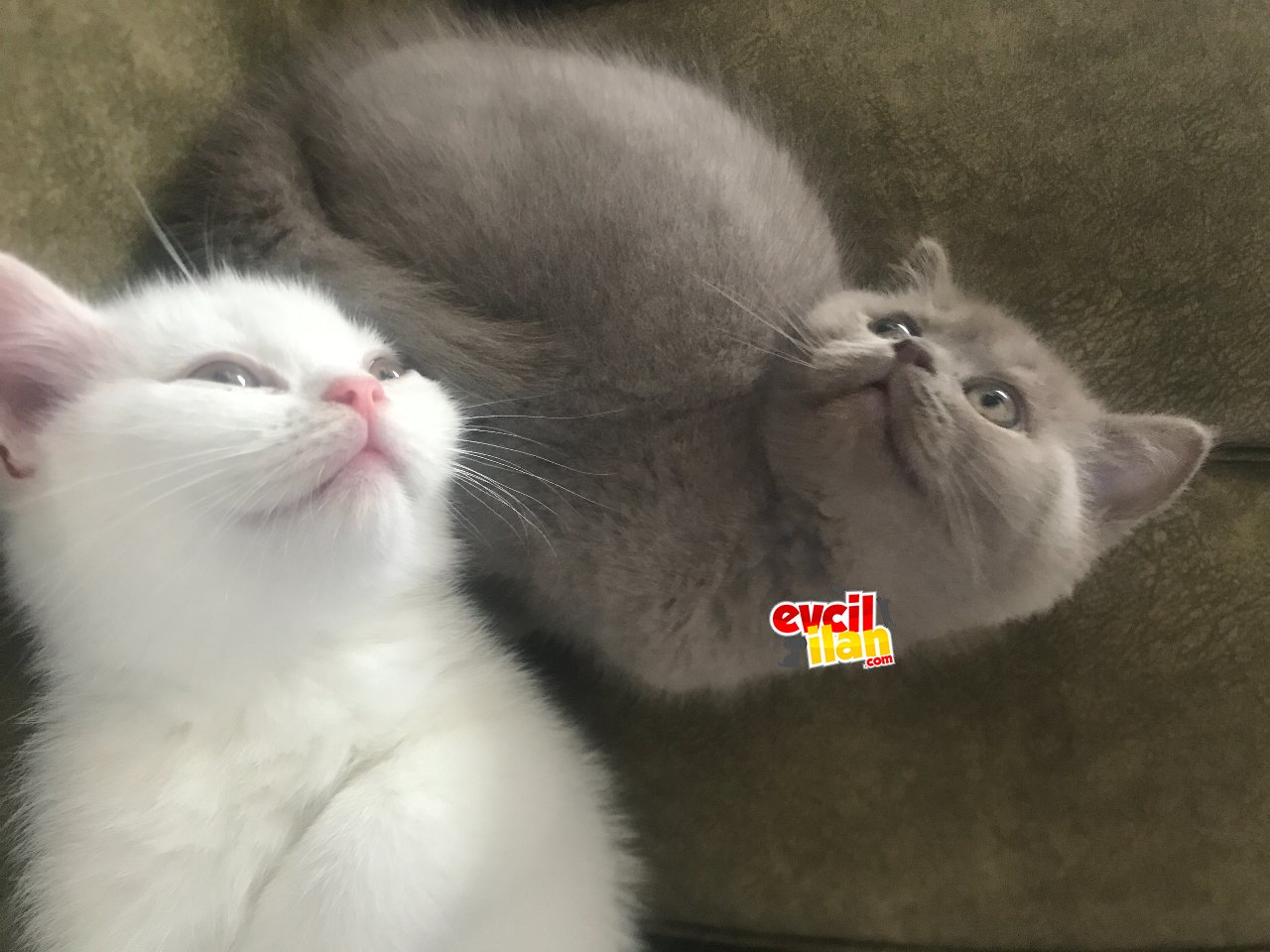 Lilac dişi mama karşılığı ya da çok uygun bir ücretle sahiplendirilecek