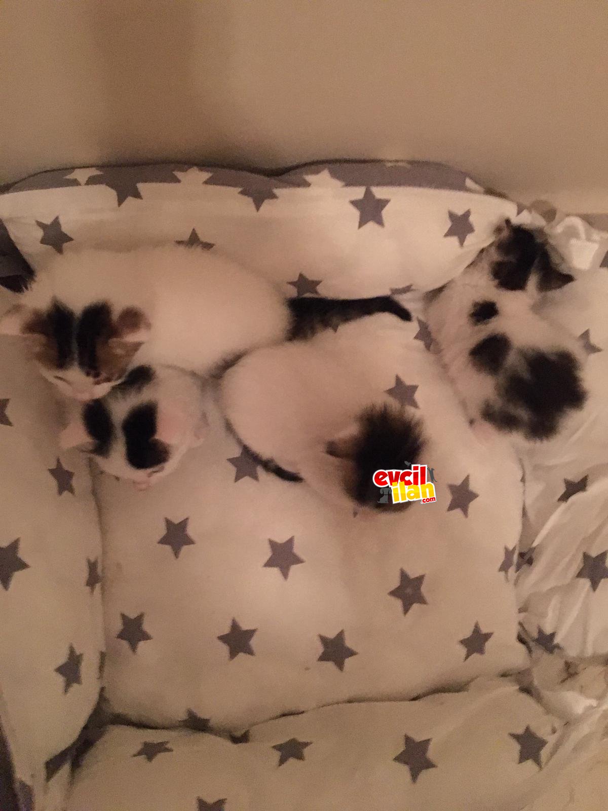 SAHIPSIZ BIRAKILAN 5 KEDI 