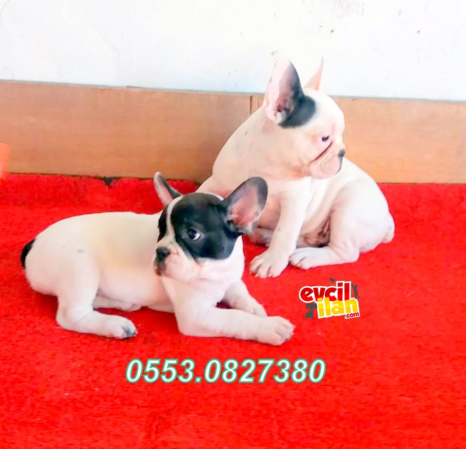 SAKAN FRENCH BULLDOG YAVRULAR İZMİR