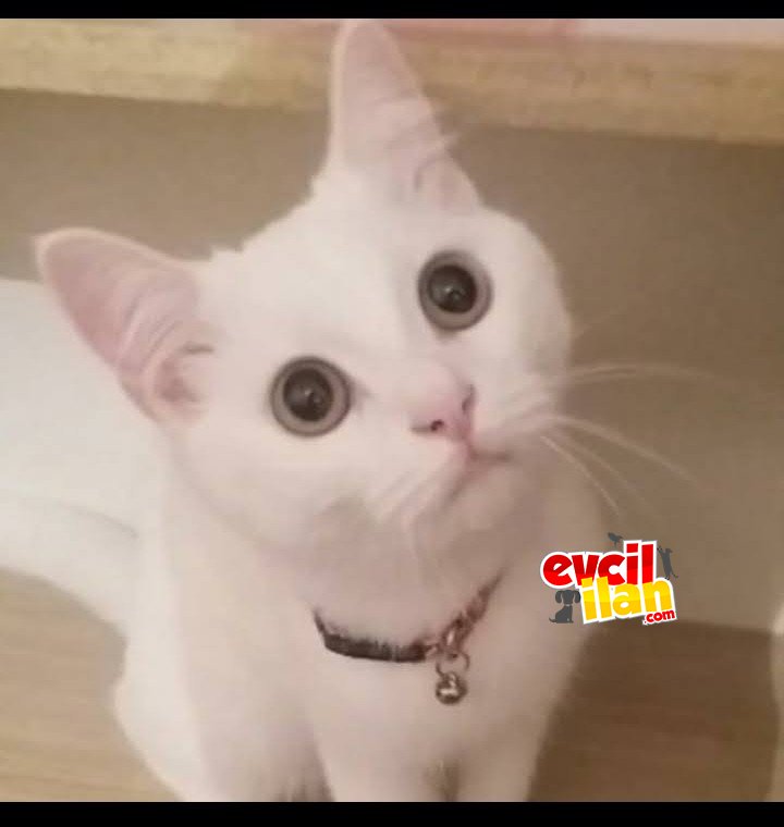 Sakin eğitimli ev kedisi