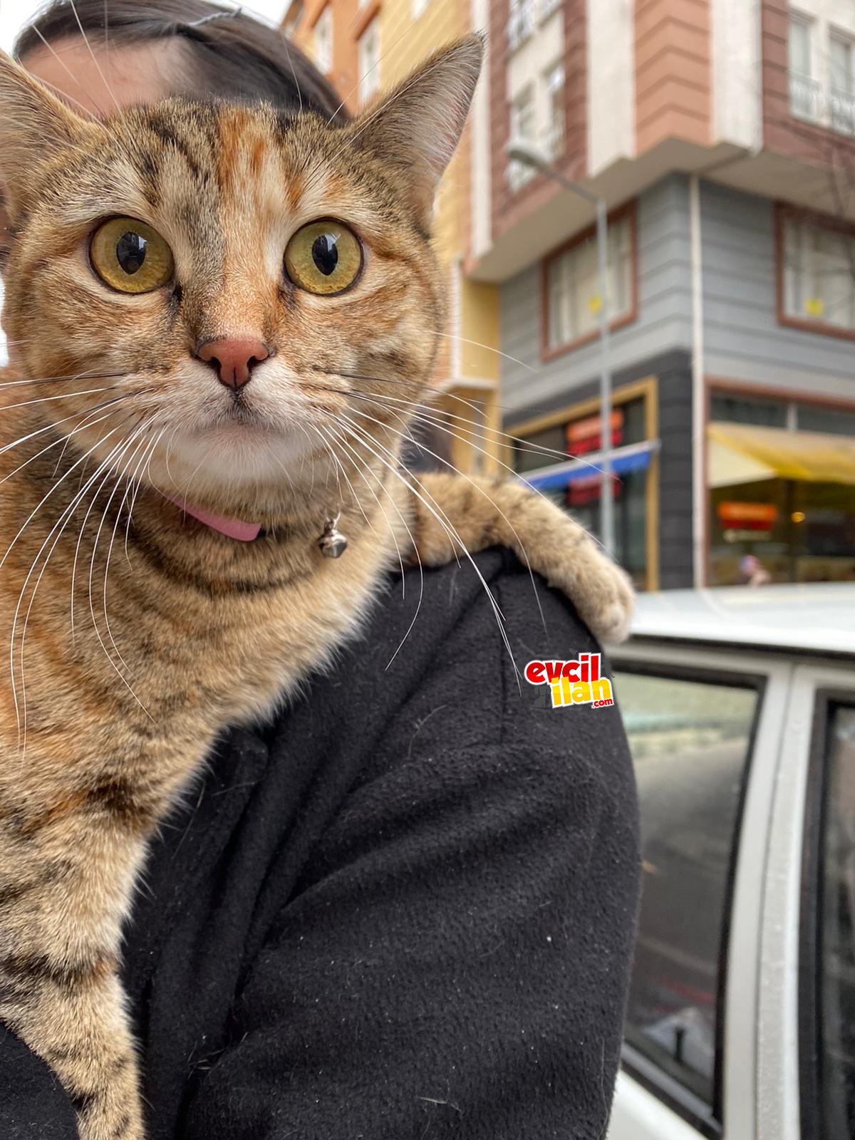 SAKİN, USLU SEVDİRMEYİ SEVEN MİA MIZ