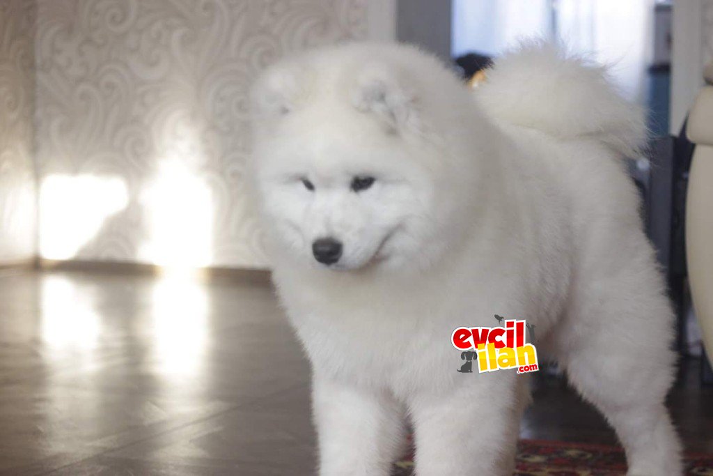 SAMOYED YAVRULAR