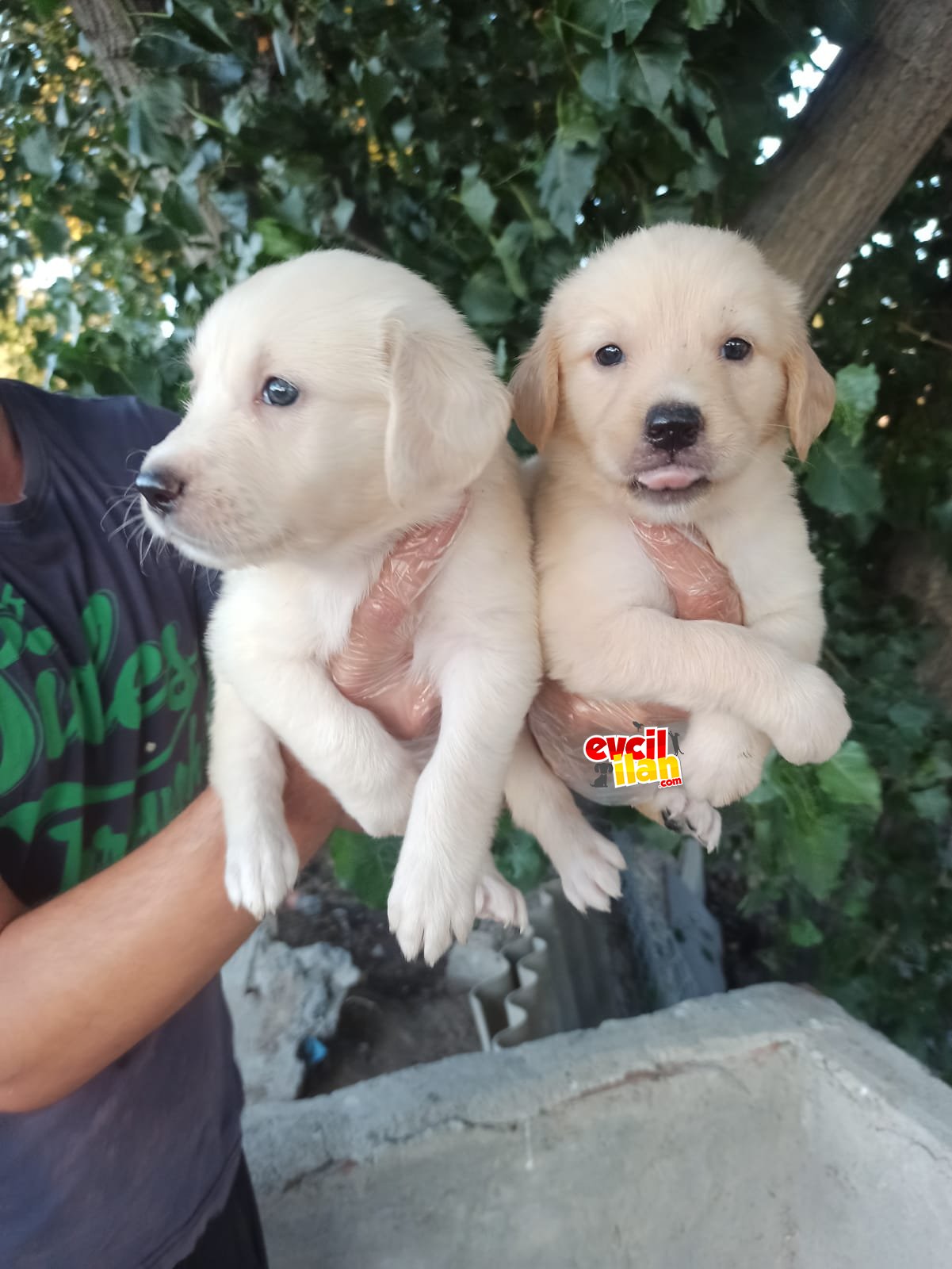 Şampanya rengi Labrador yavrularımız 