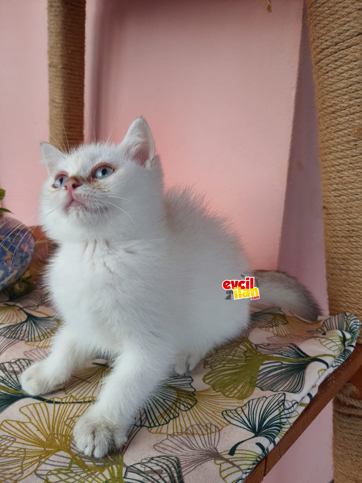 şampiyon babanın full secereli oğlu yeni yuvasını arıyor