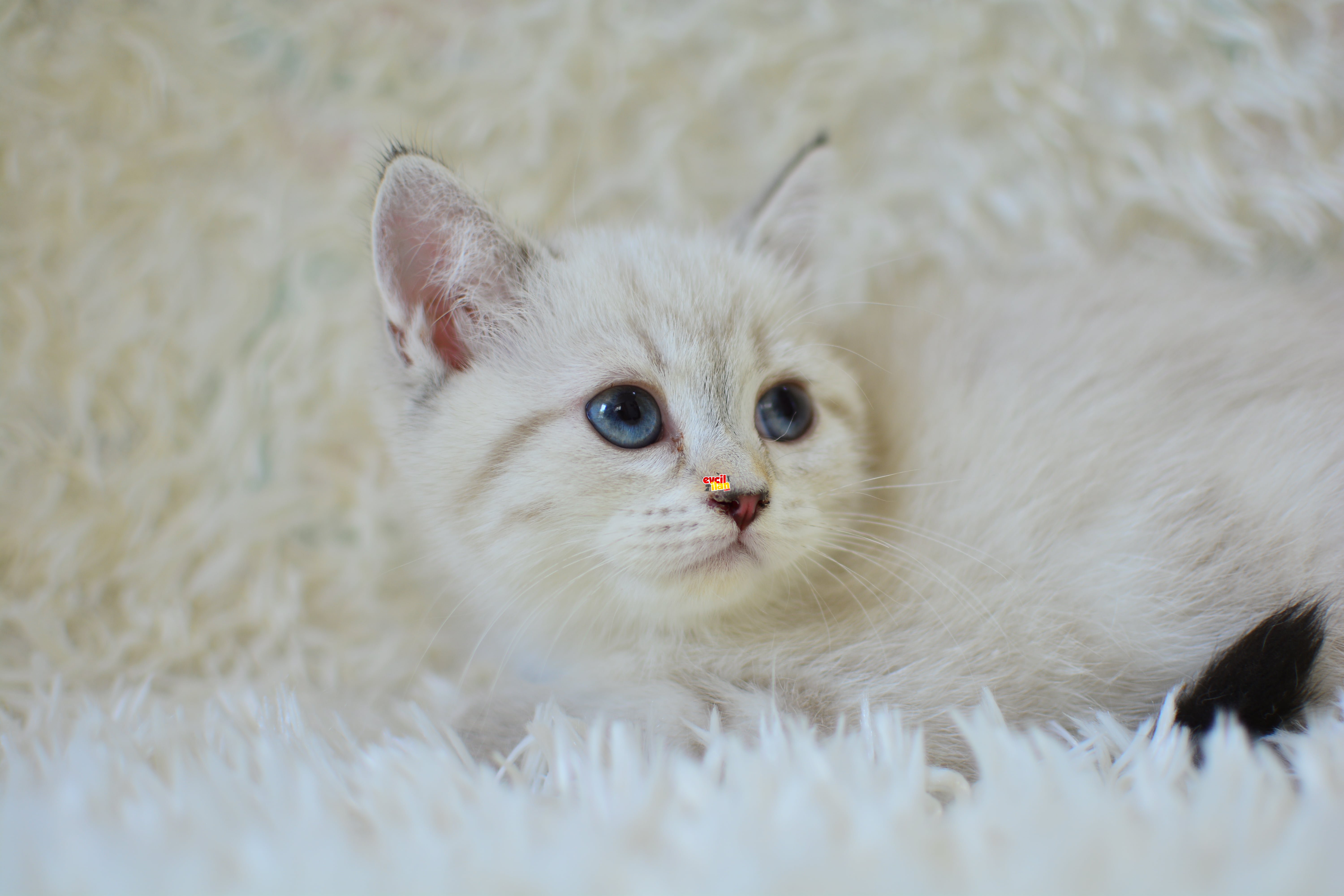 ŞAMPİYON SOYUNDAN LYNX BRİTİSH SHORTHAİR
