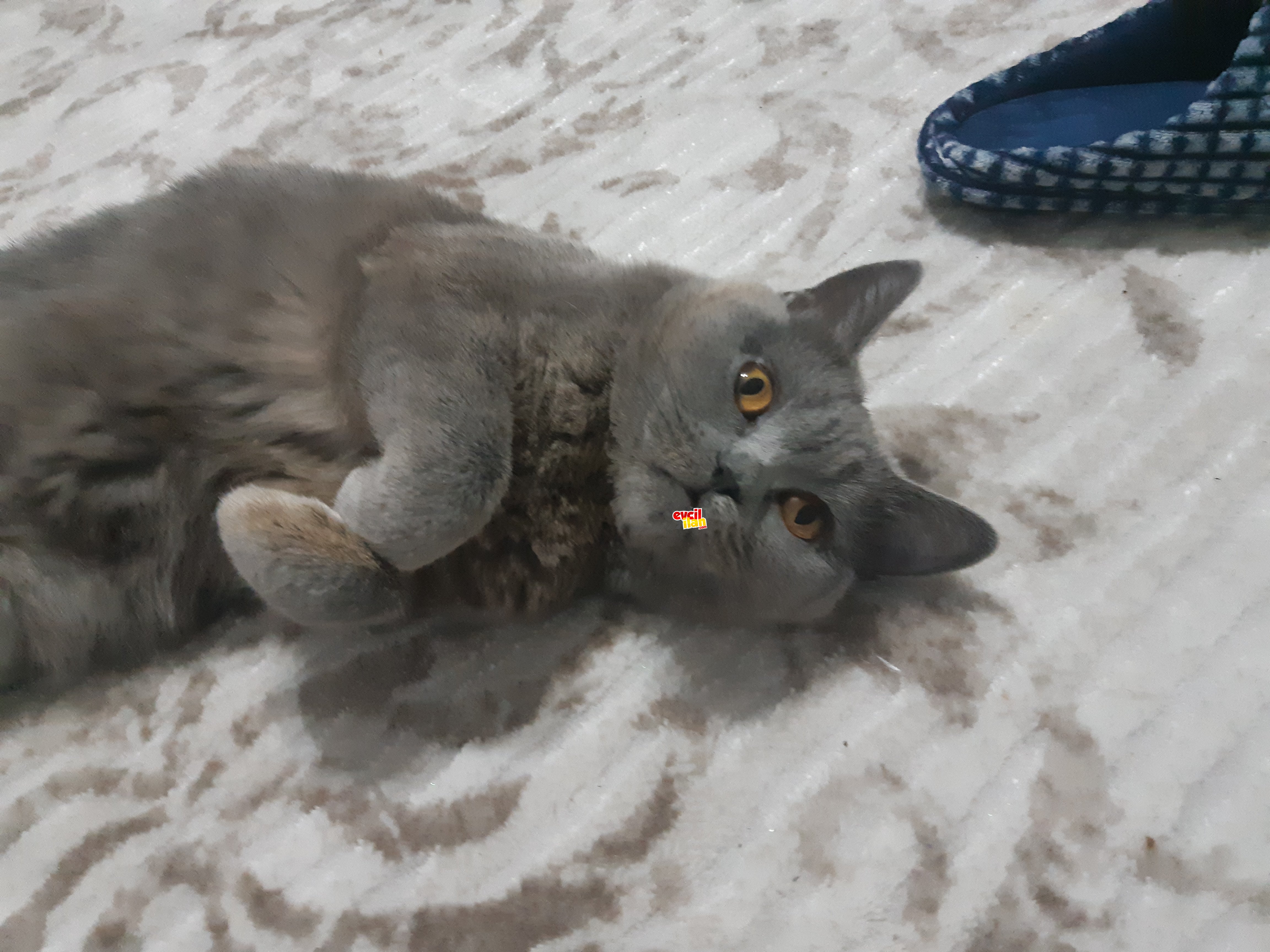 Sandy'mize yuva aranıyor 