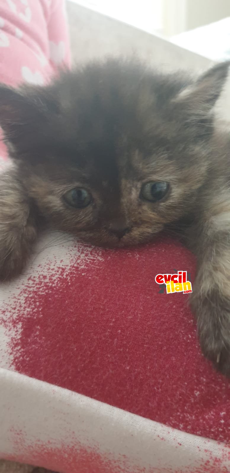 ŞANS KEDİMİZE YENİ YUVA ARIYORUZ