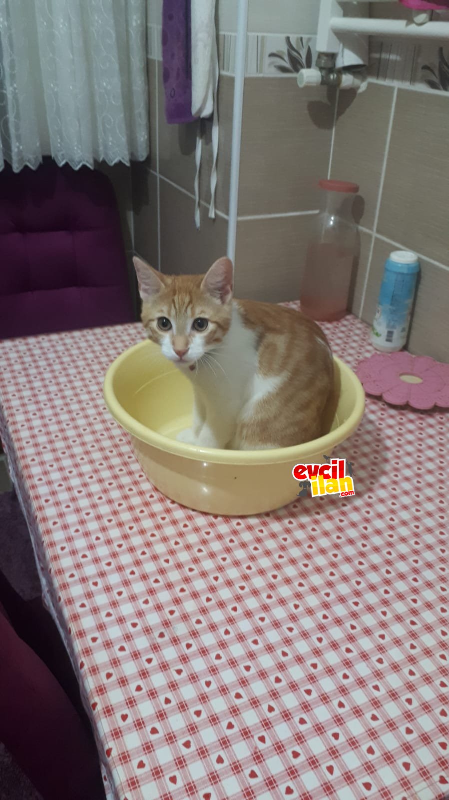 Sarman tekir kedi 