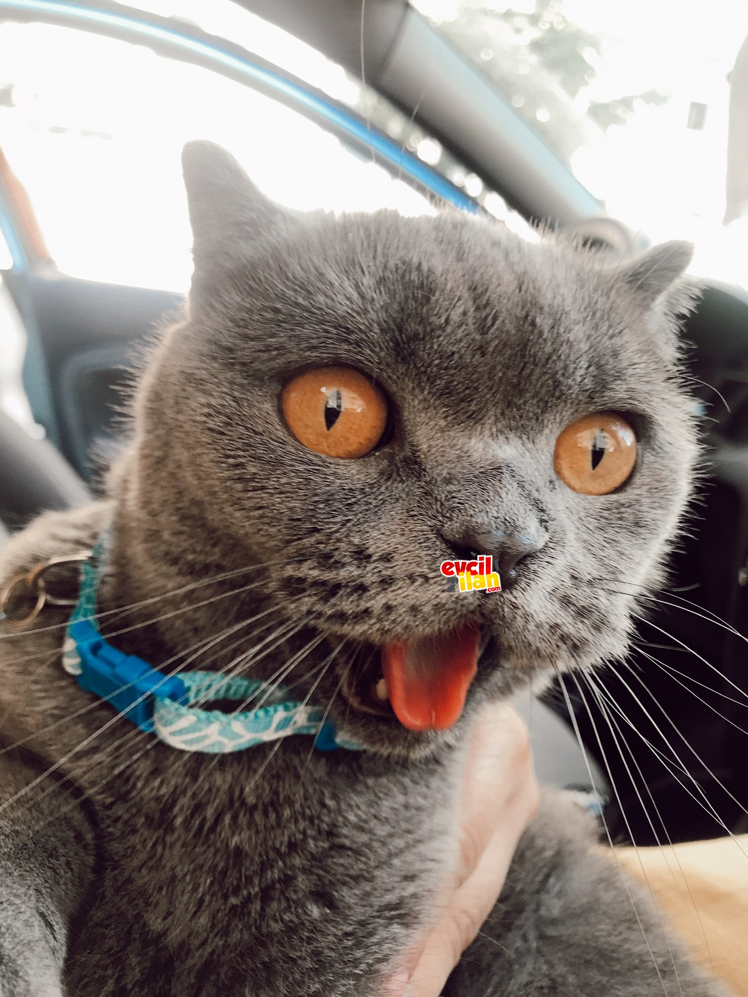 Şaşkın için yuva