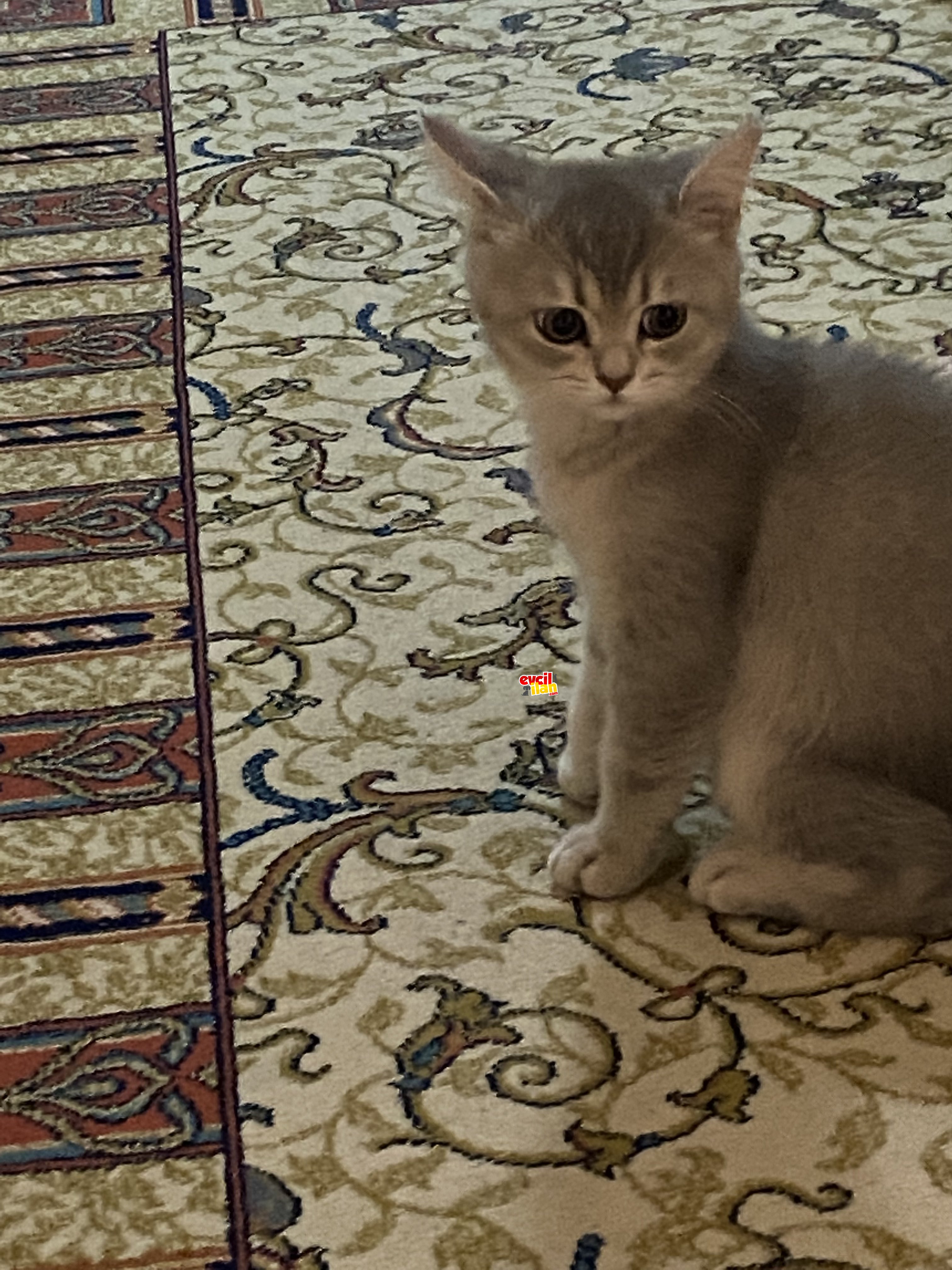 british shorthair yavru sahibini arıyor 