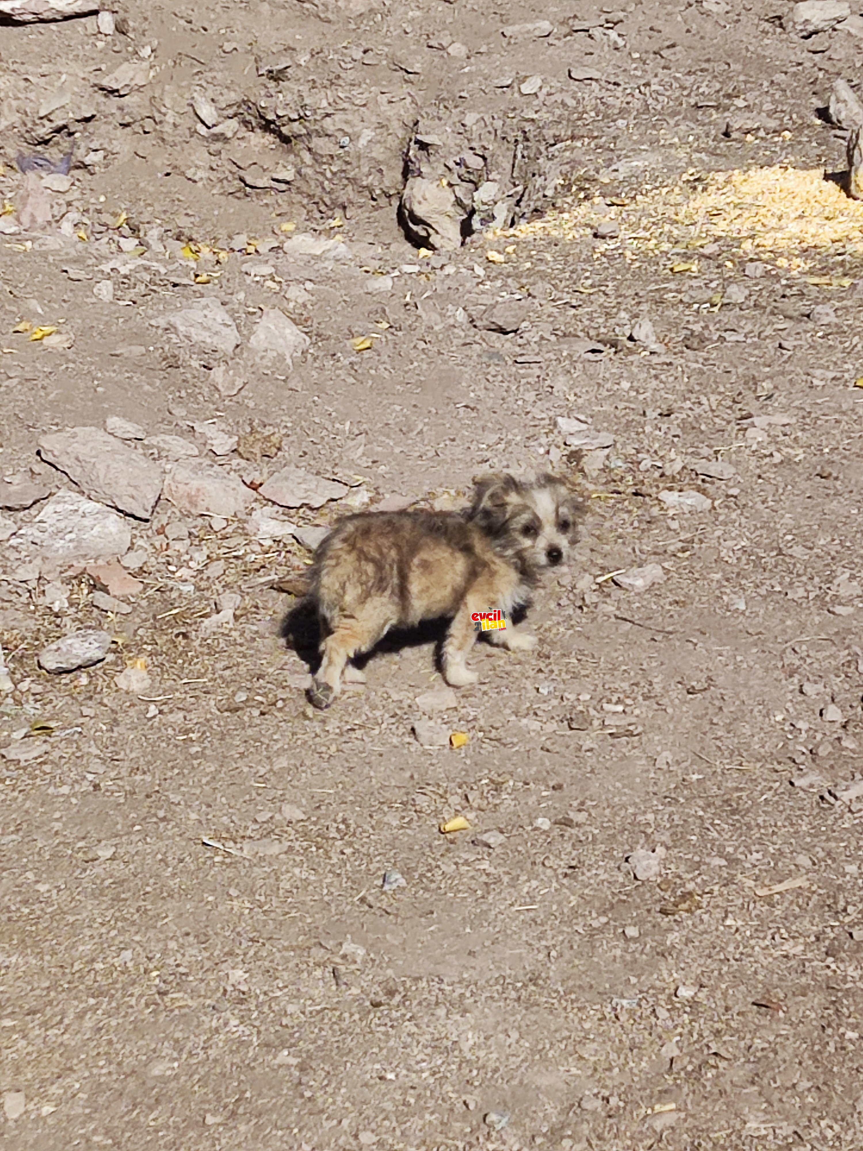 Pomapoo Orjinal Dişi