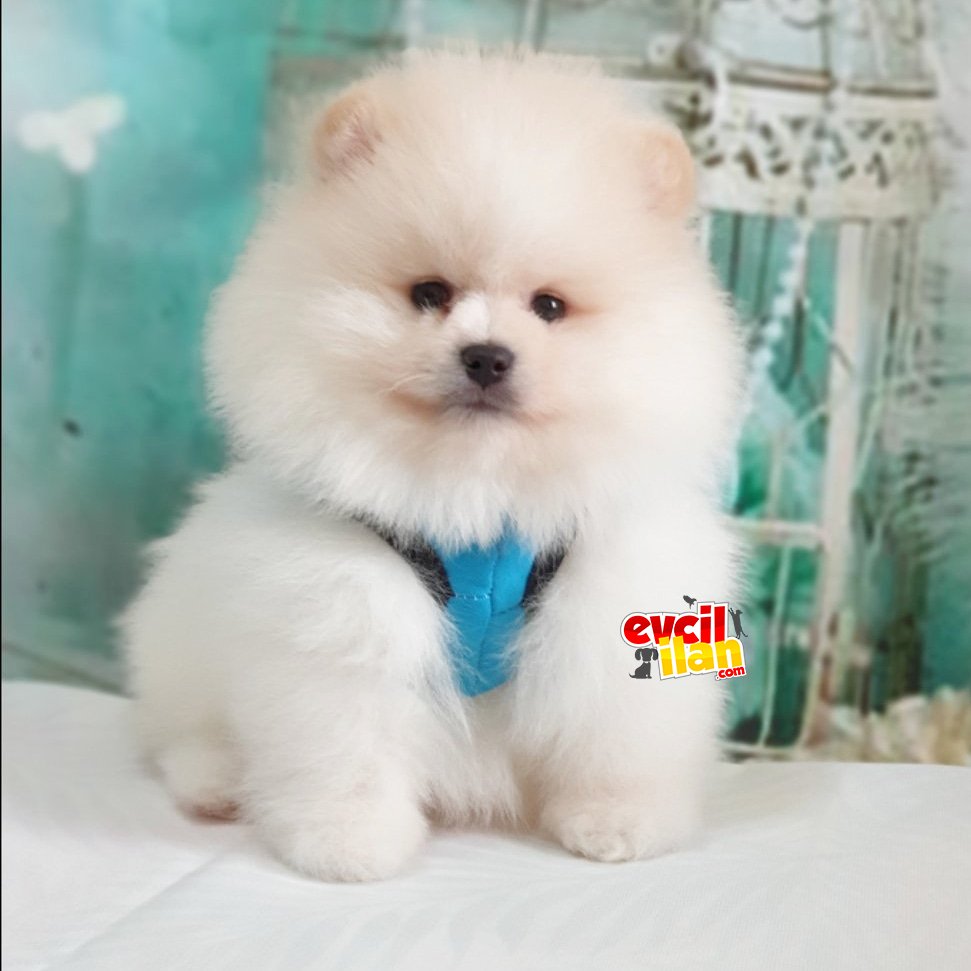 Pomeranian Boo Teddy Bear Yavrular 