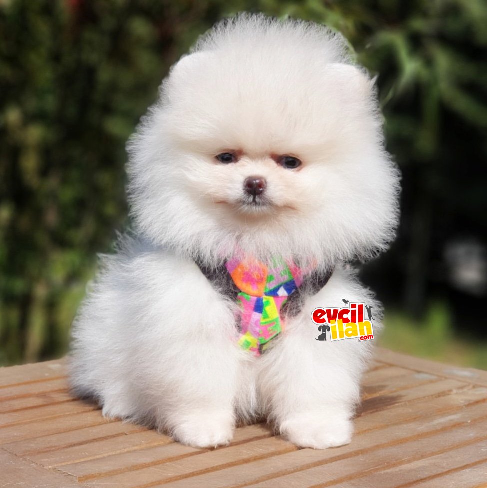 Pomeranian Boo Teddy Bear Yavrular 