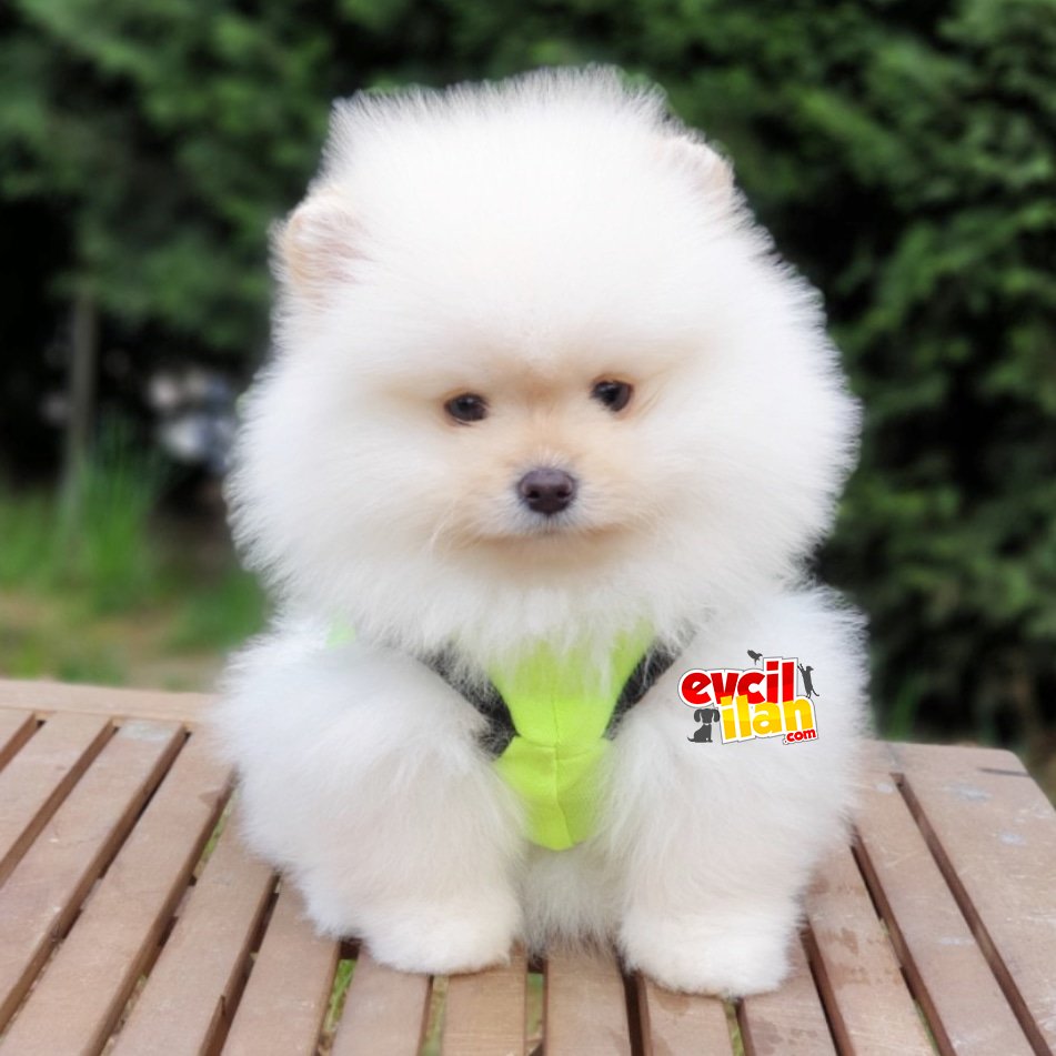 Pomeranian Boo Teddy Bear Yavrular 