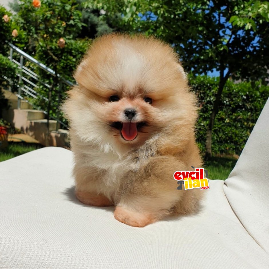 Pomeranian Boo Teddy Bear Yavrular 